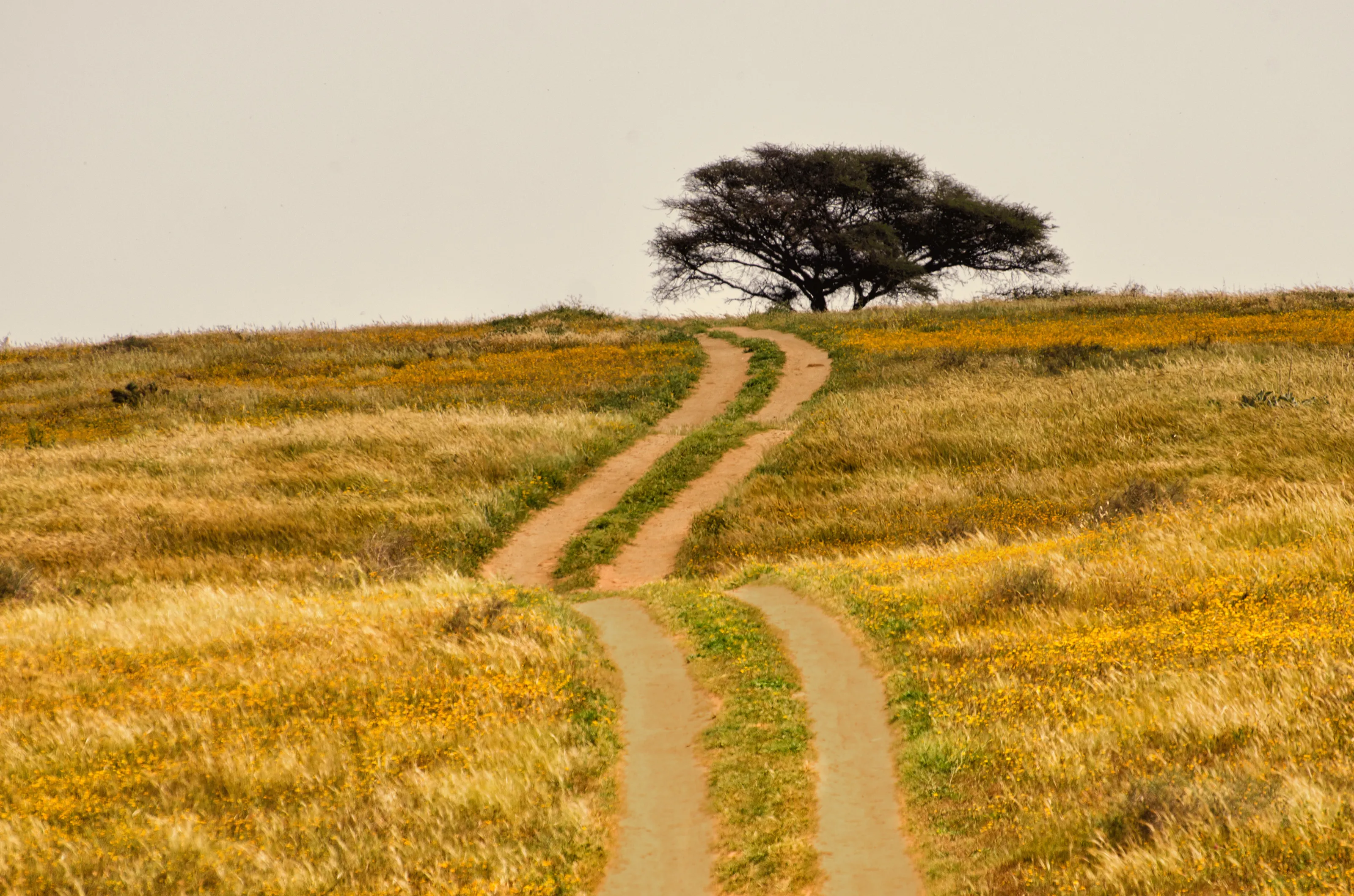 The Road and the Tree