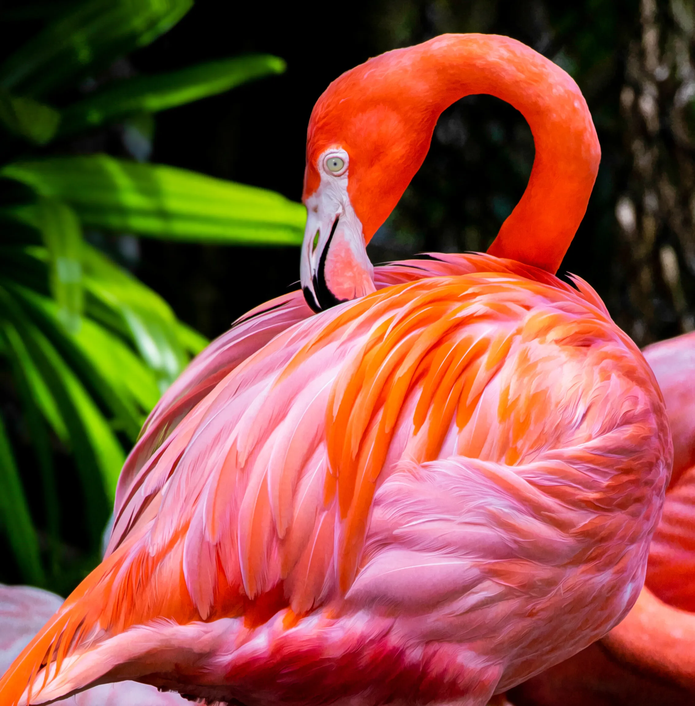 Fort Lauderdale flamingo