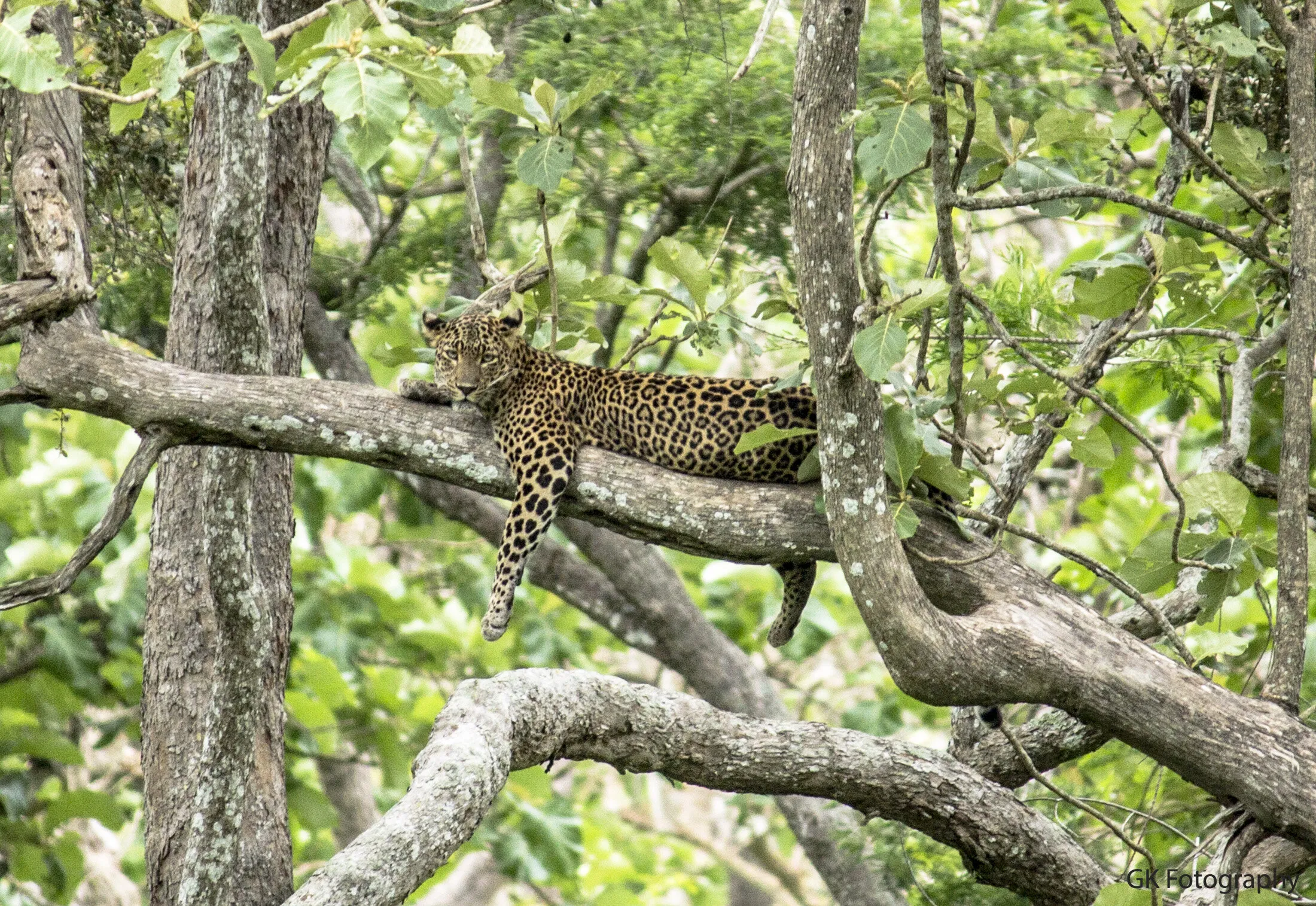 leopard_Masinagudi