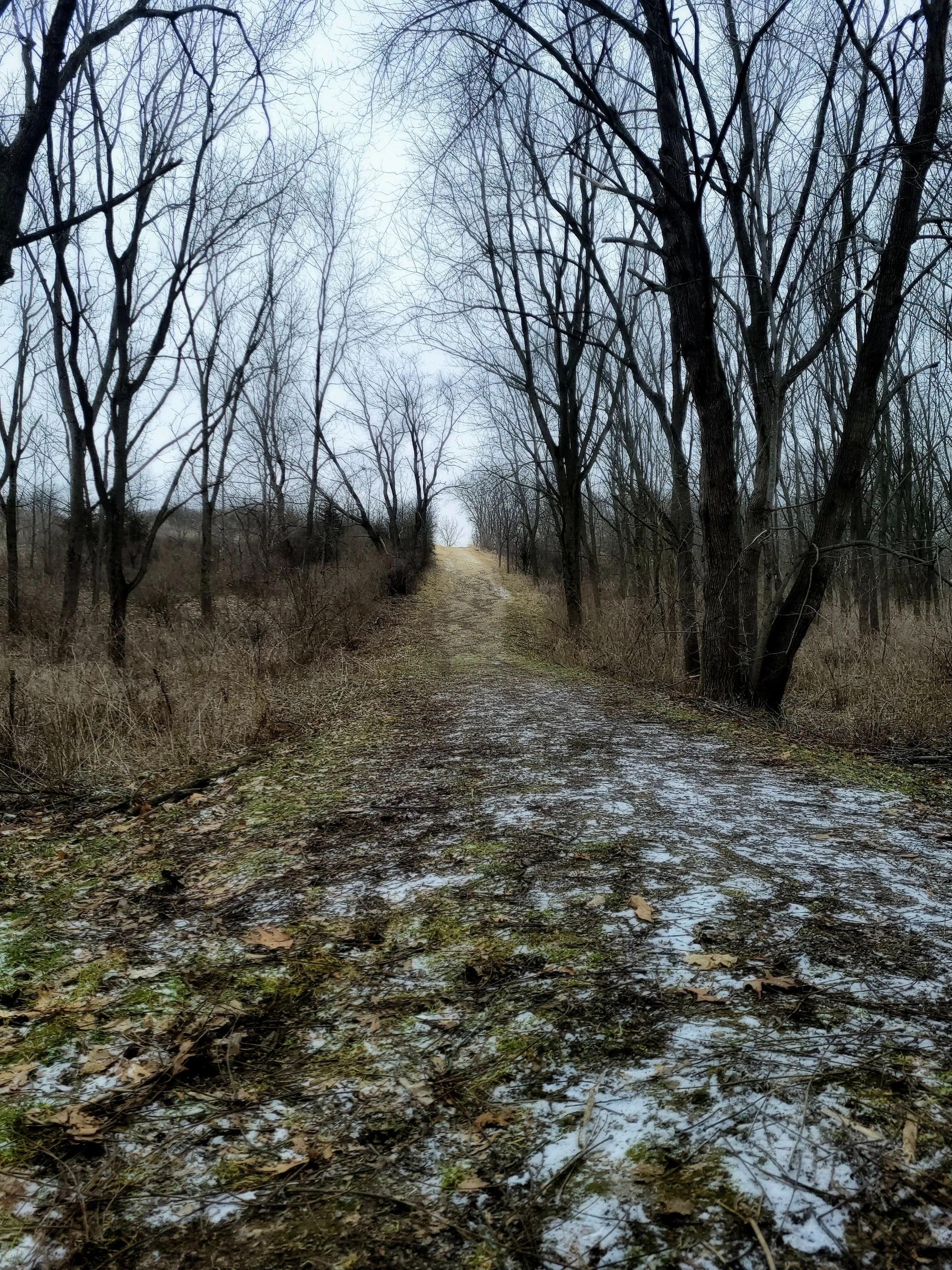 Into The Woods