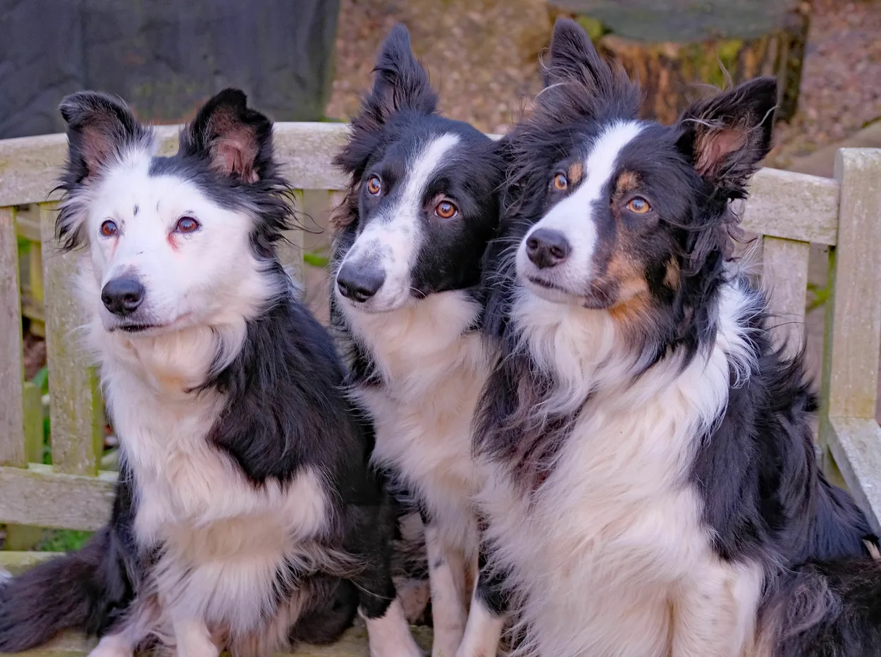 Entry 16207936