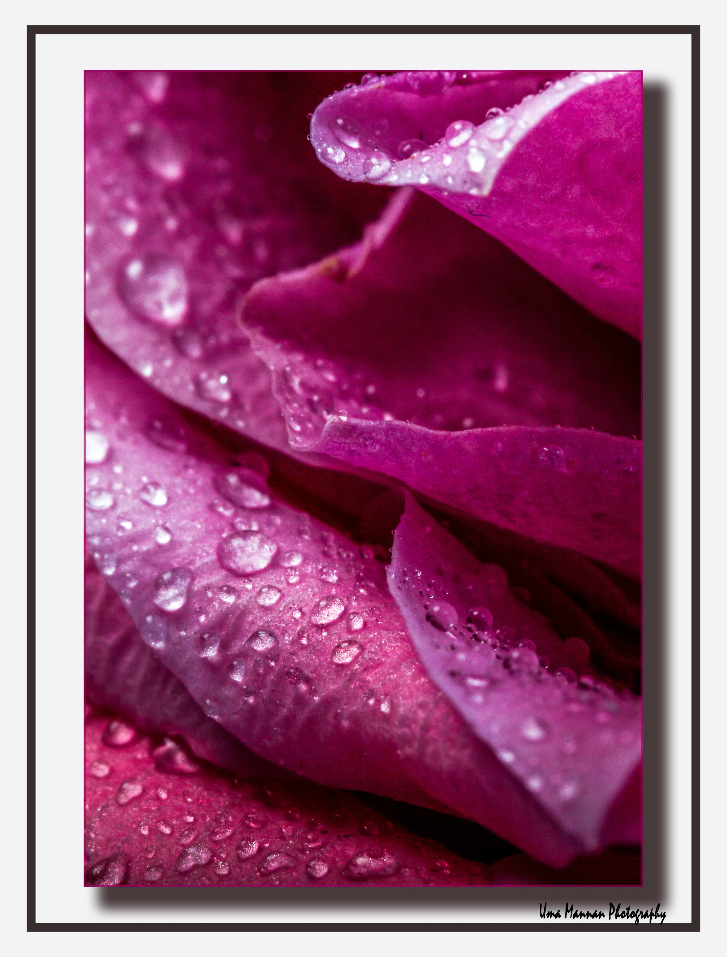 Stack of petals