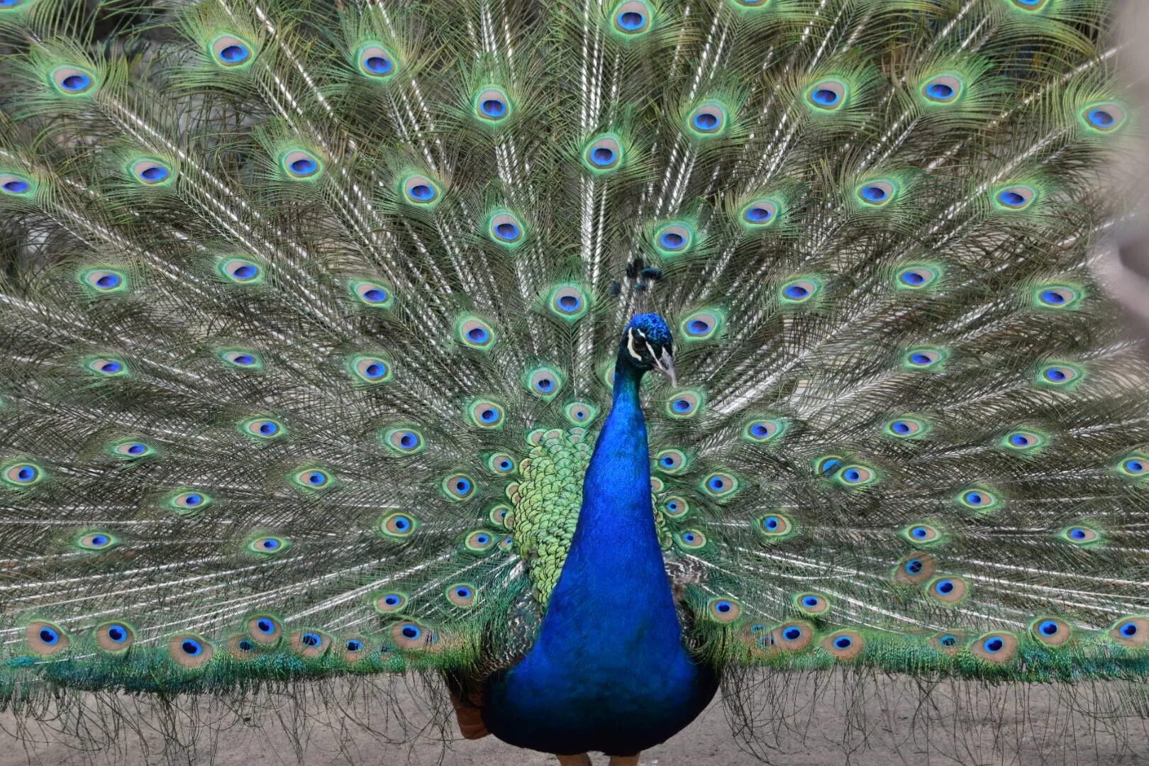 Peacock in full effect