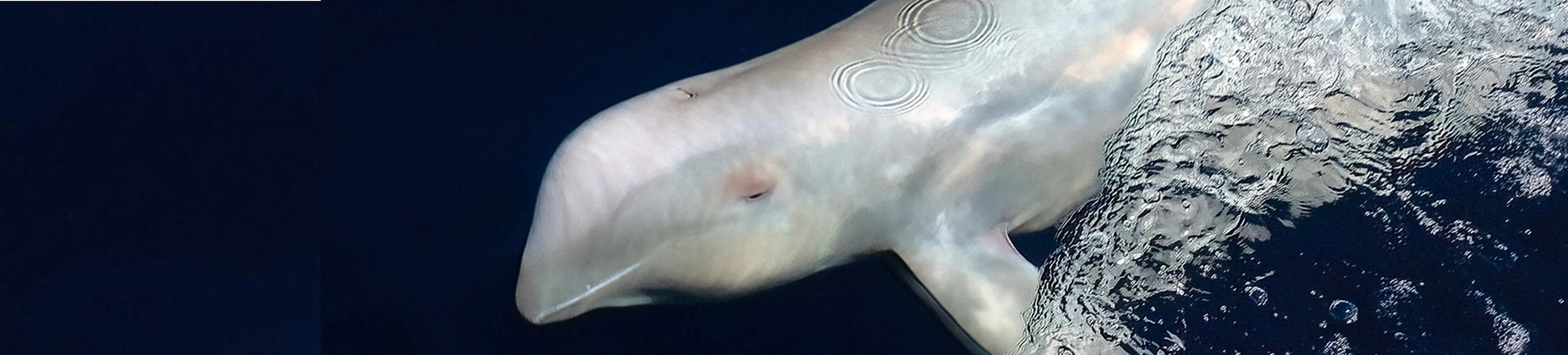 Albino Many-Toothed Blackfish