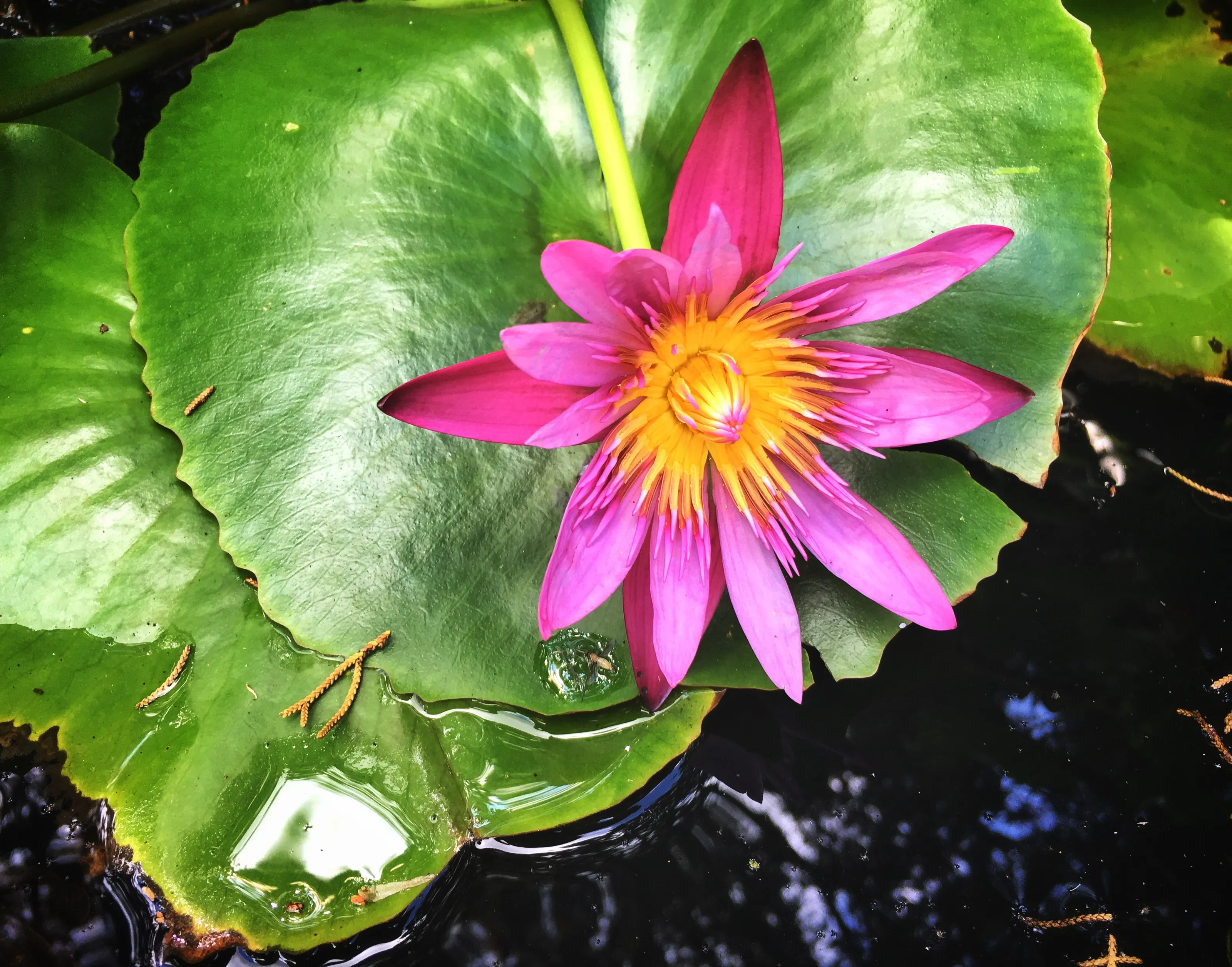 Lotus