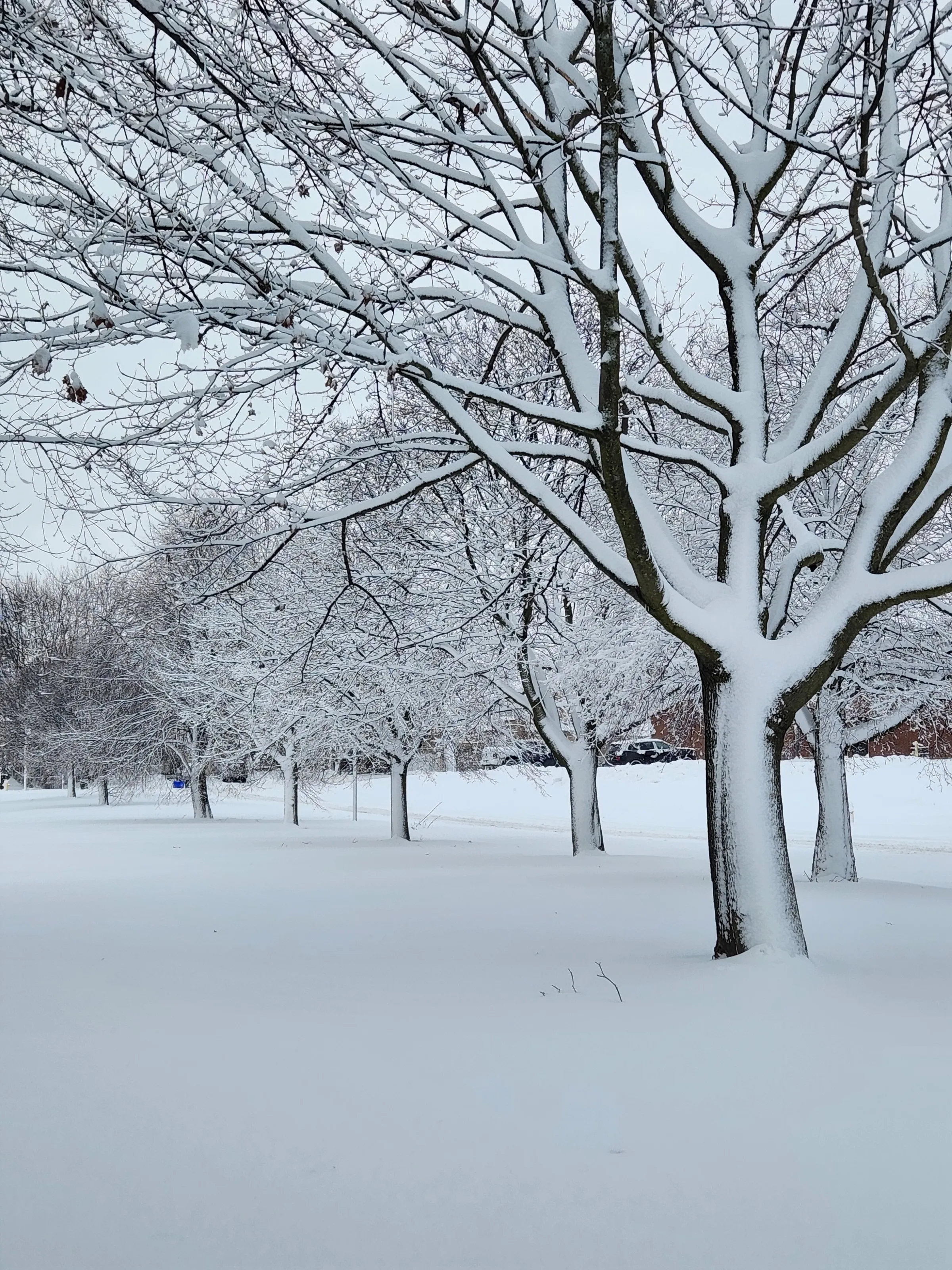 Fresh snowfall