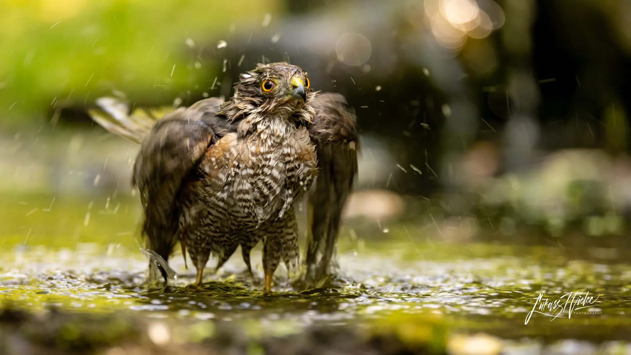 Sparrowhawk