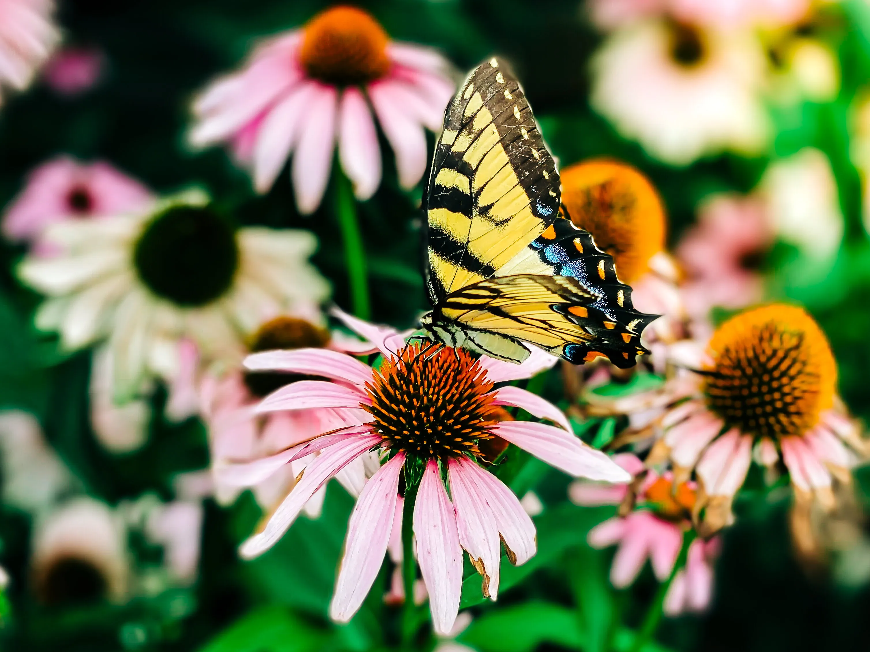 Summer Butterfly