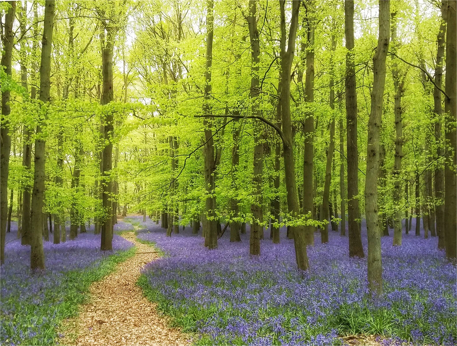 Bluebells at Dockey Wood, Ashridge, Herts