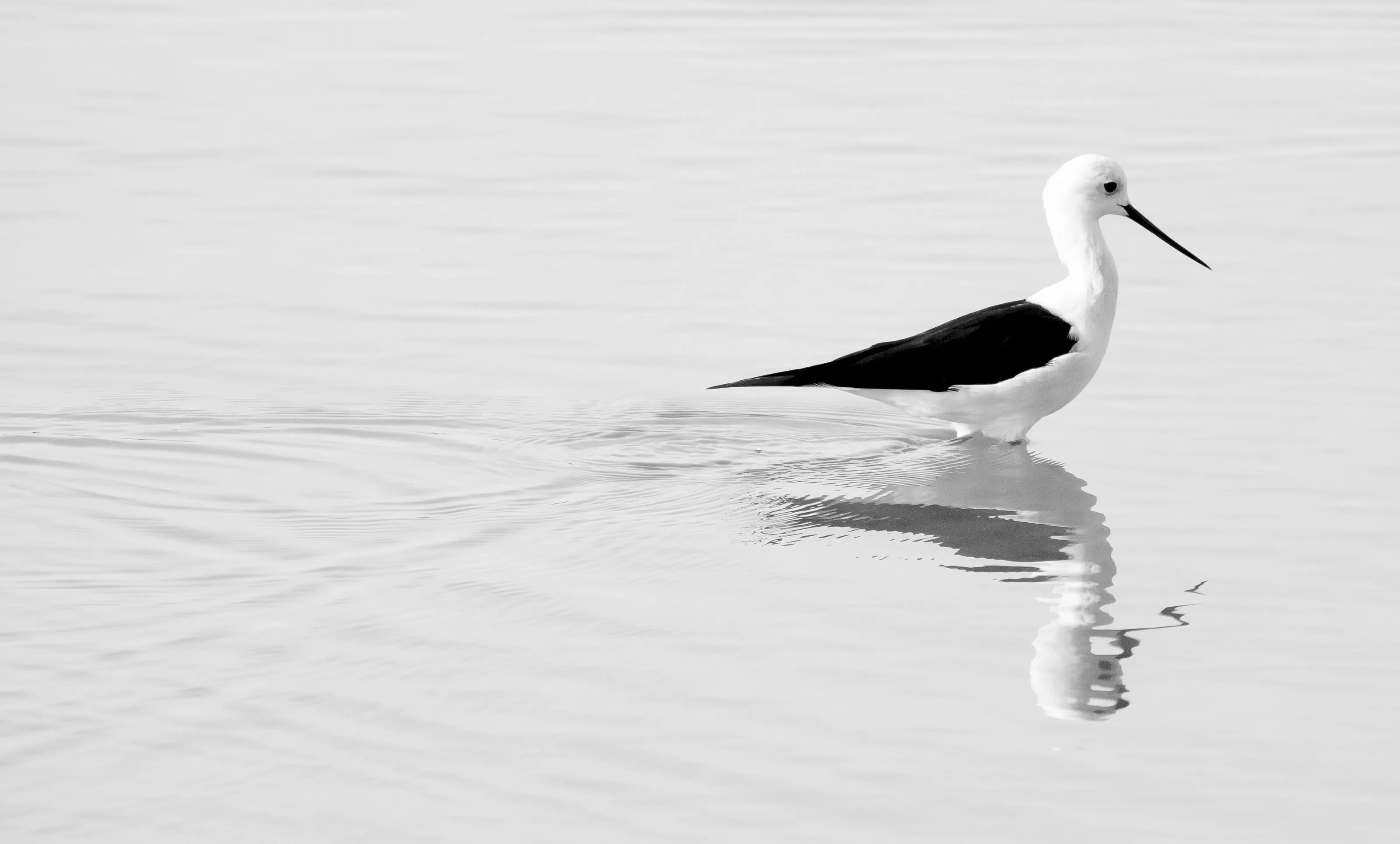 Wading