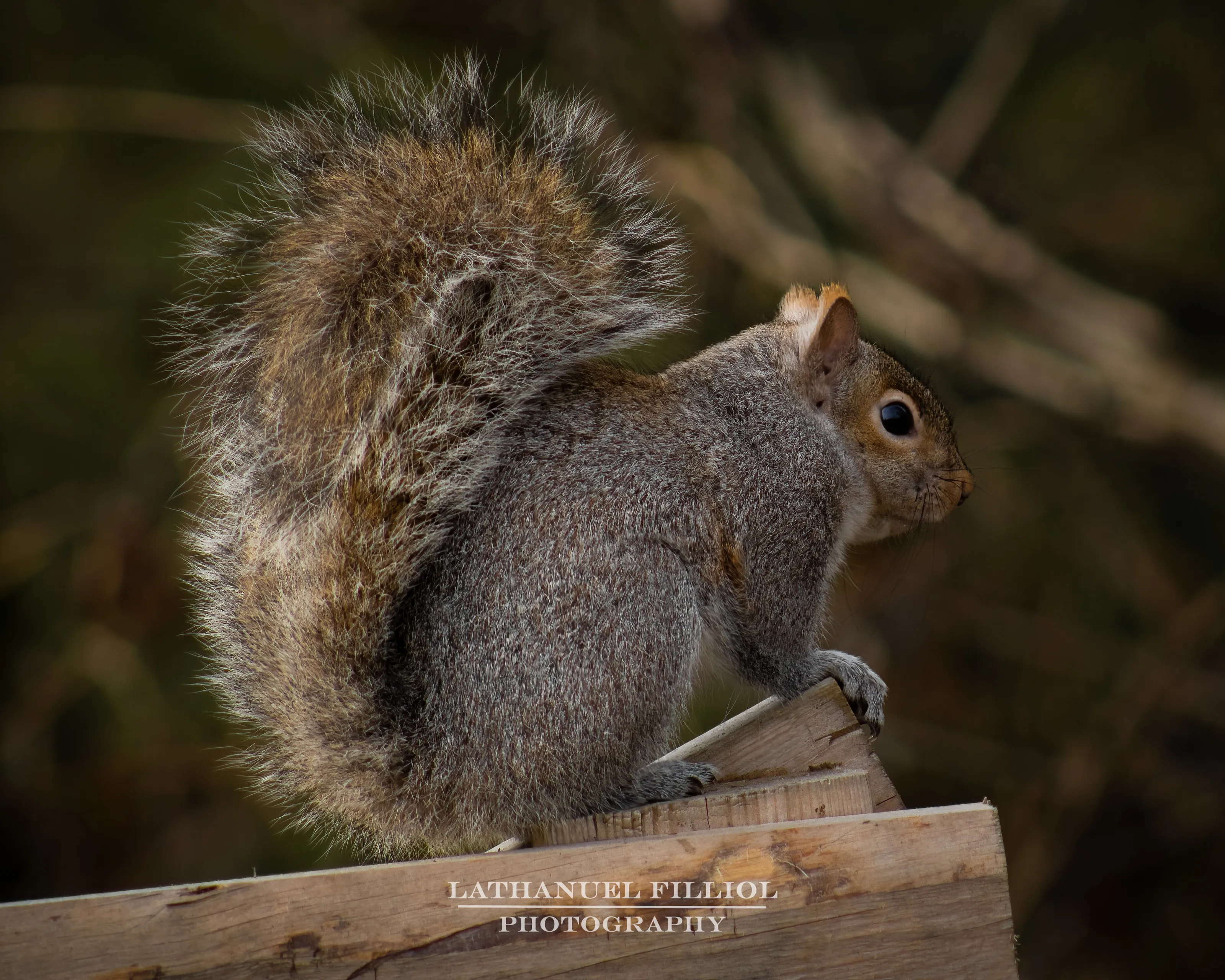 Squirrel Posing