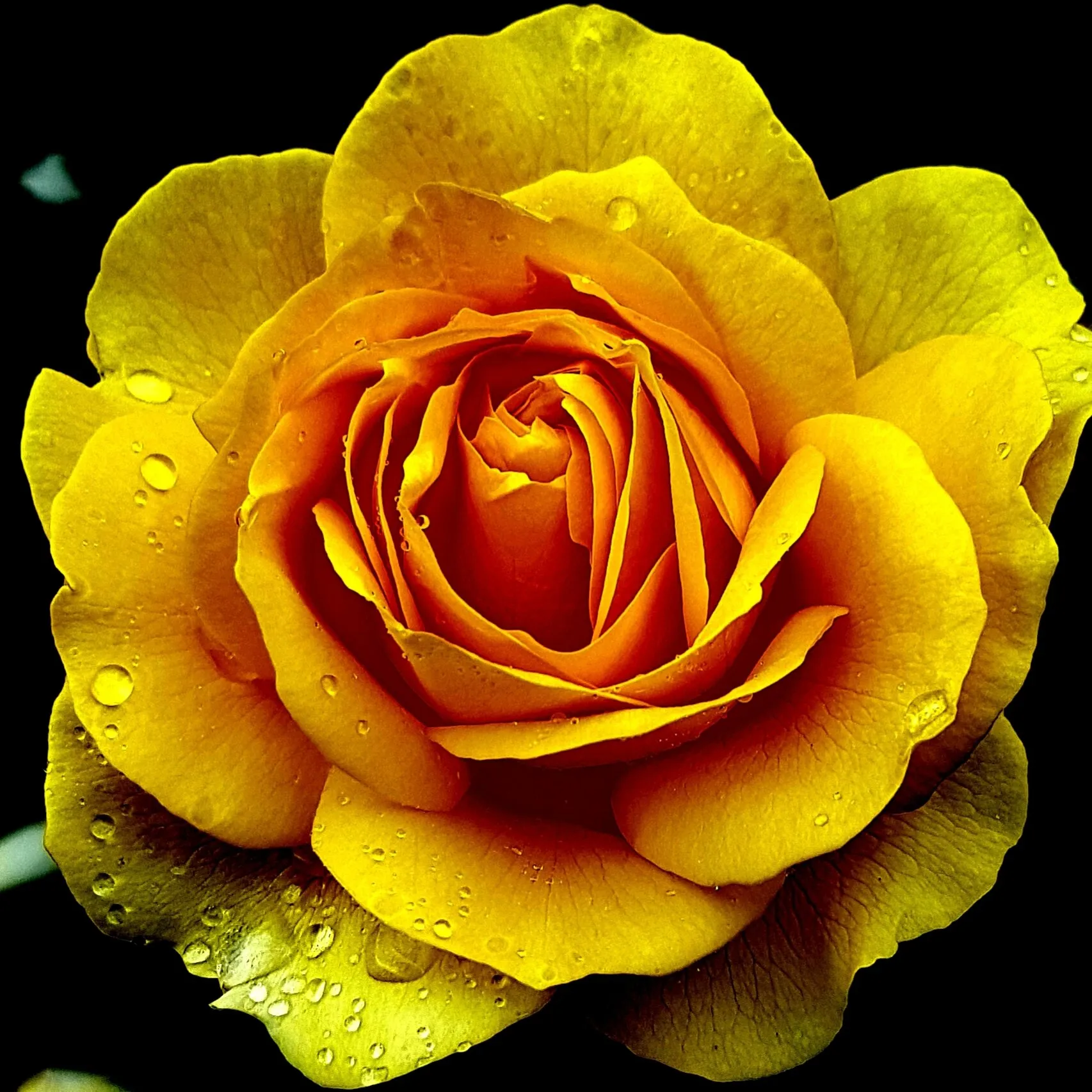 Yellow Rose