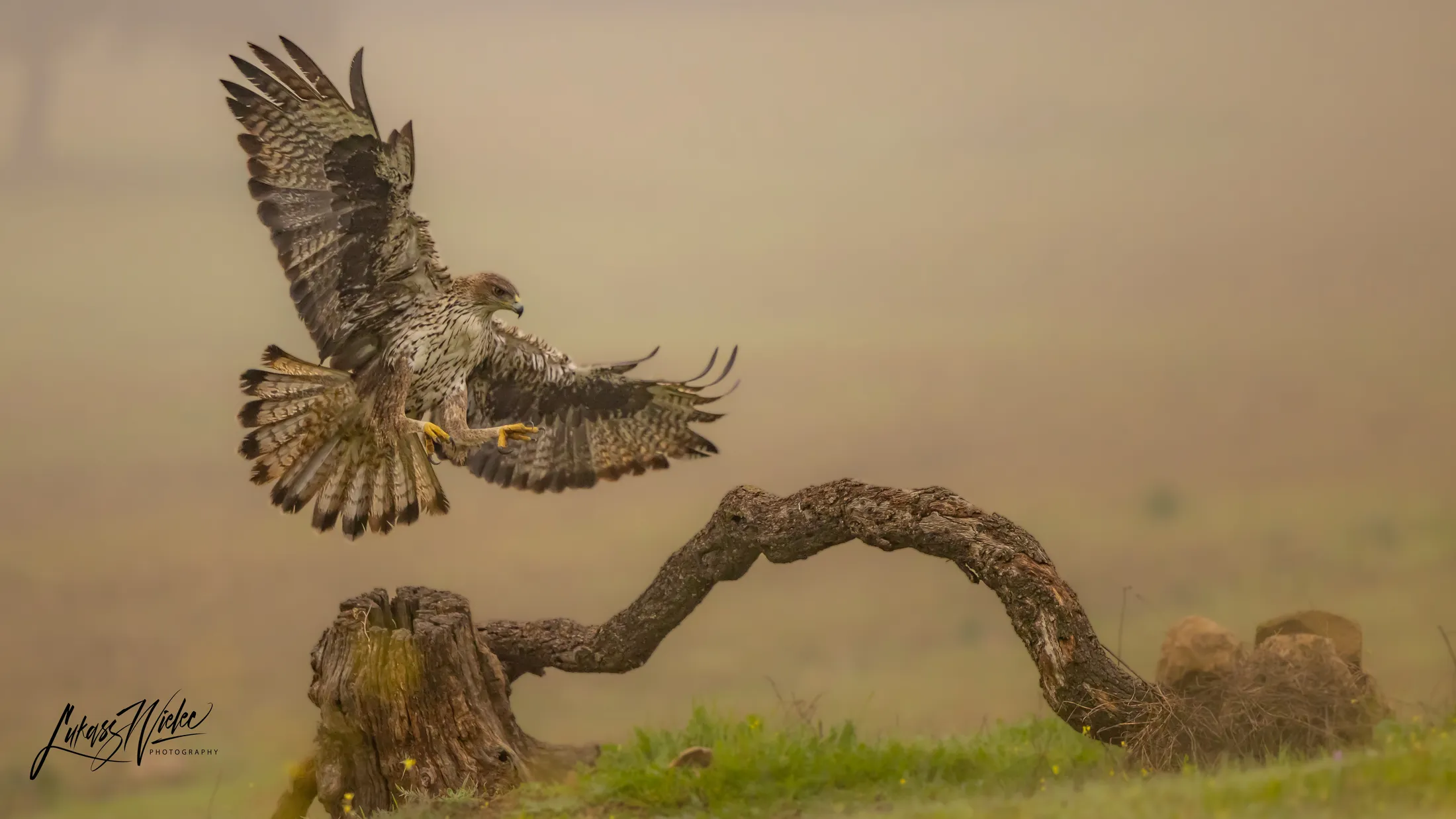 Bonnelli's Eagle Landing