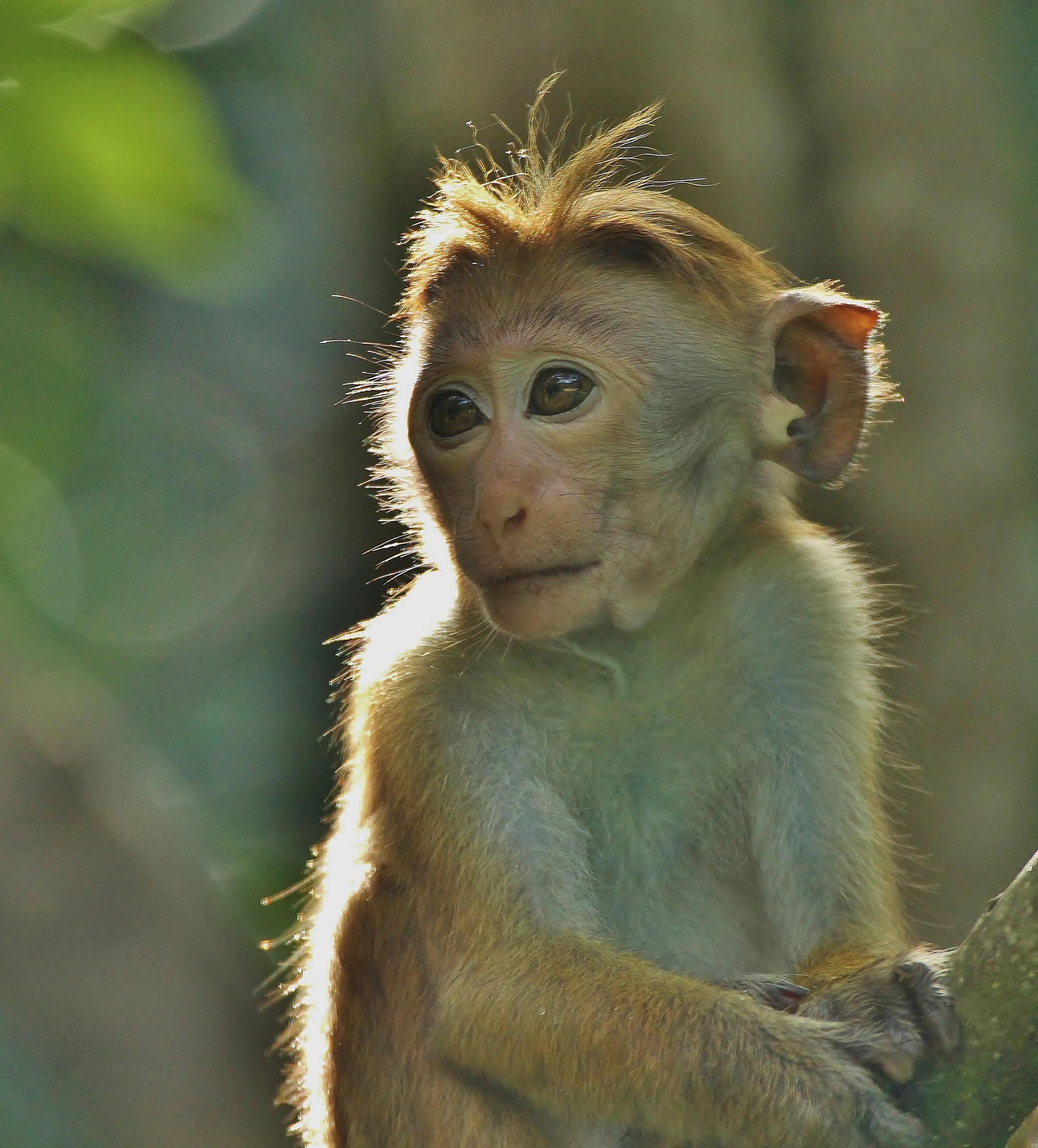 Macaque Monkey