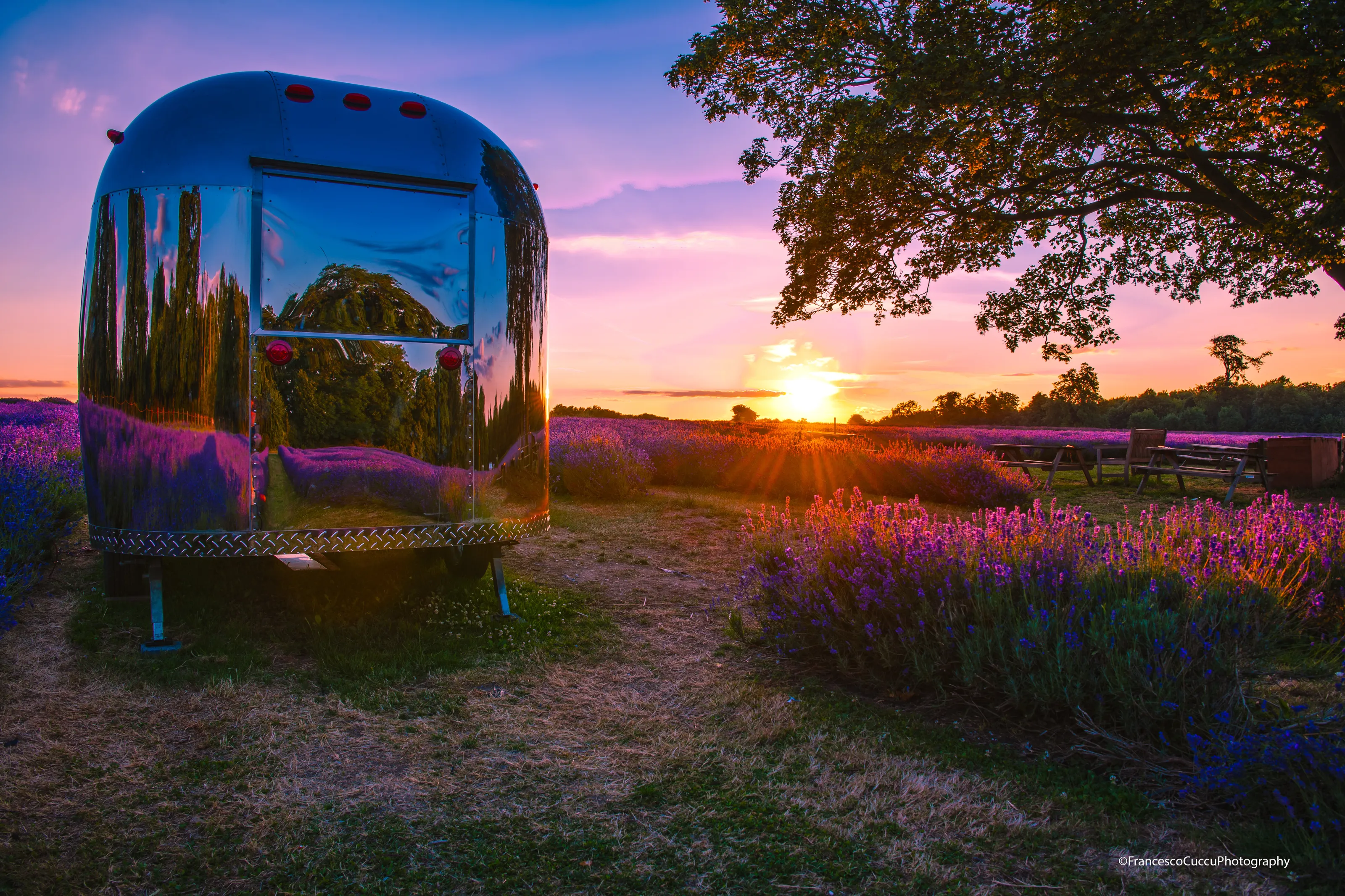 Explore the purple dream