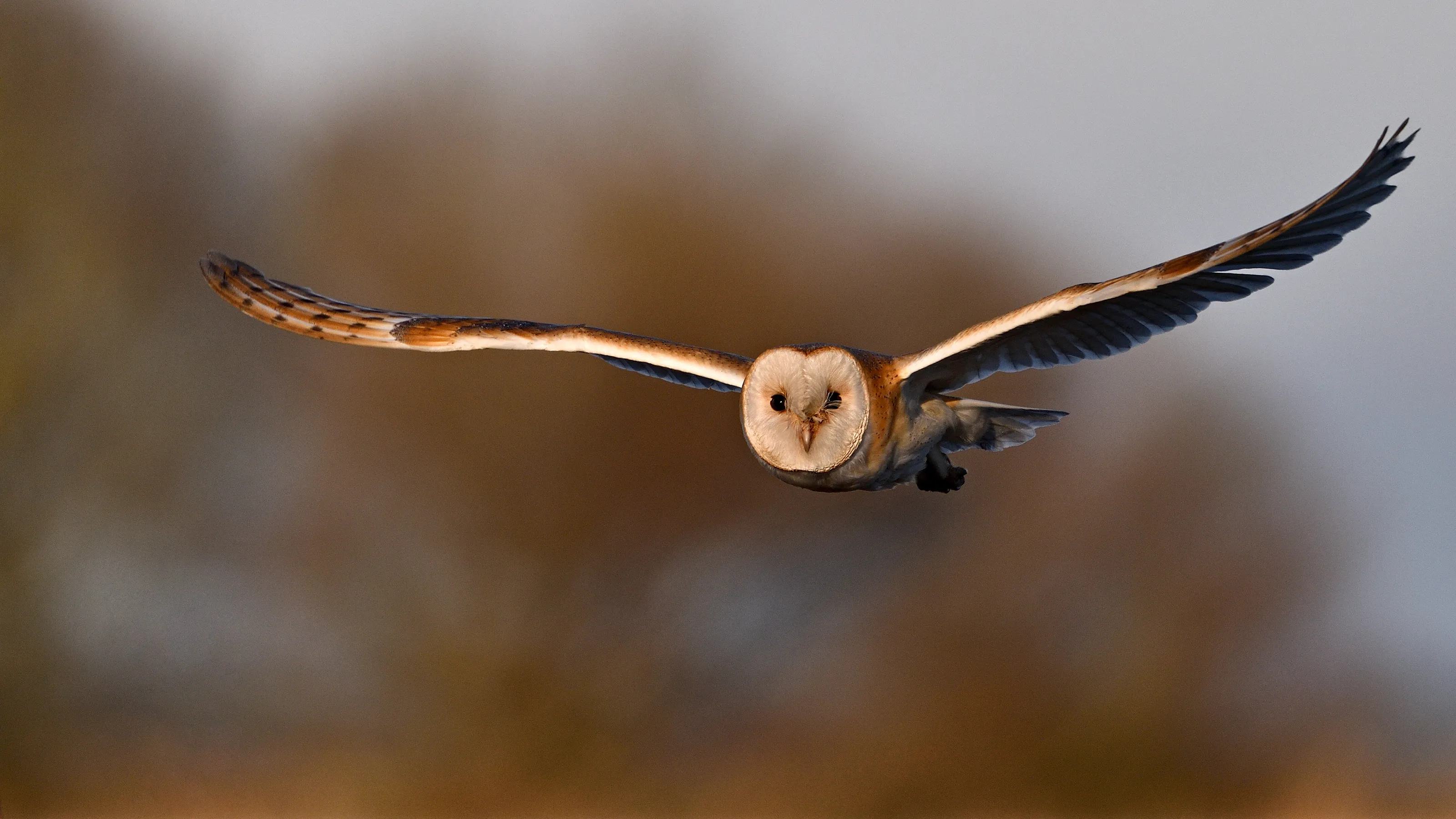 Barn owl