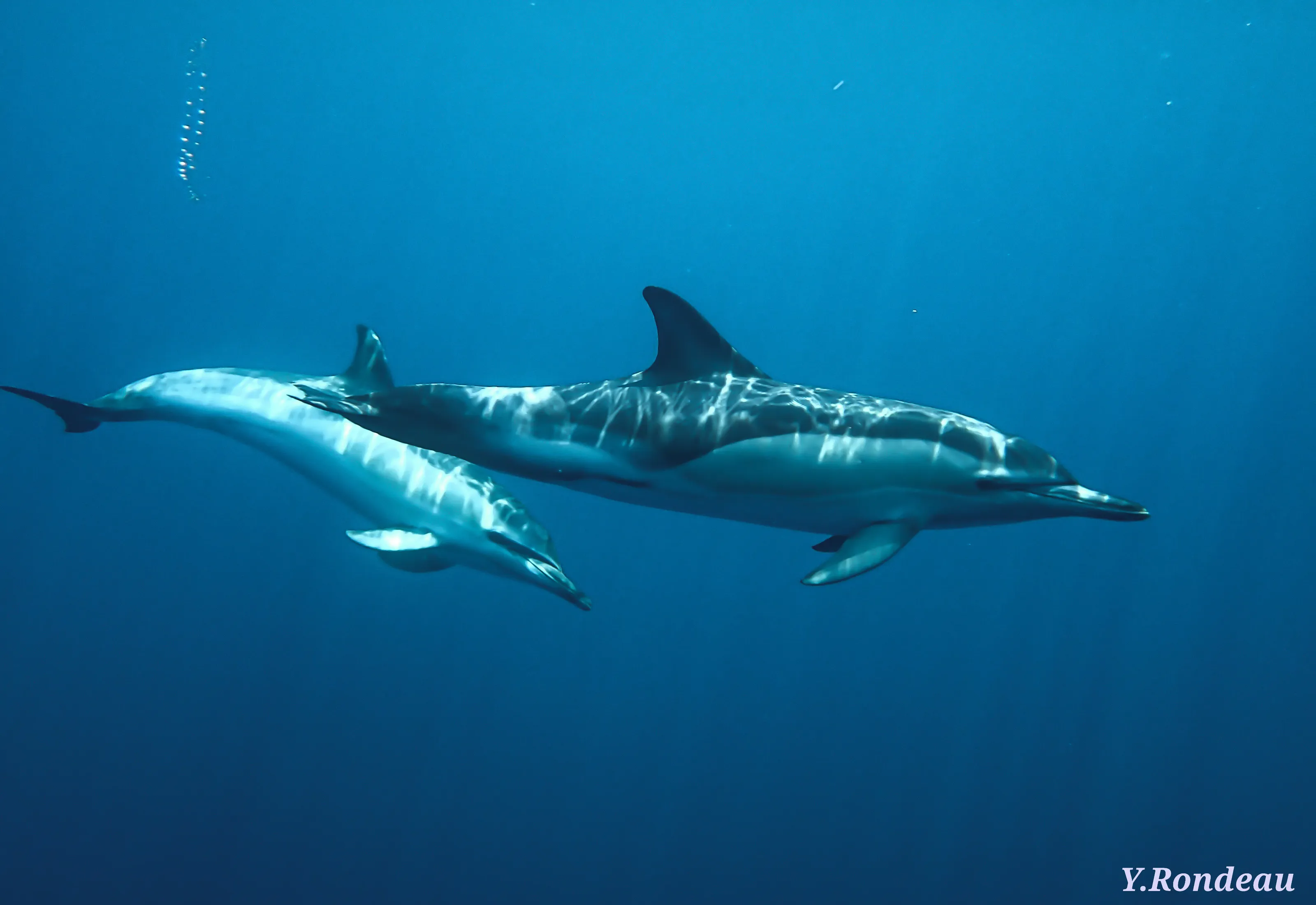 Dauphins commun
