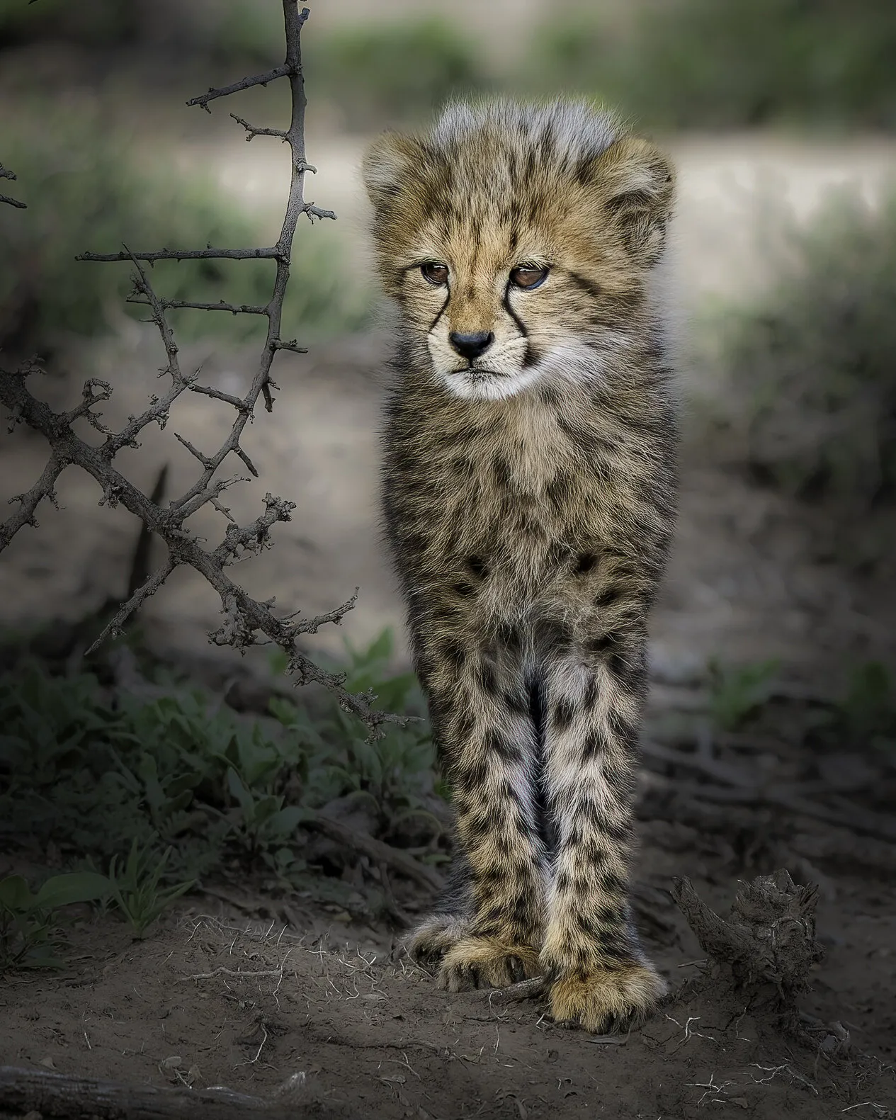 Cheetah cub on the prowl