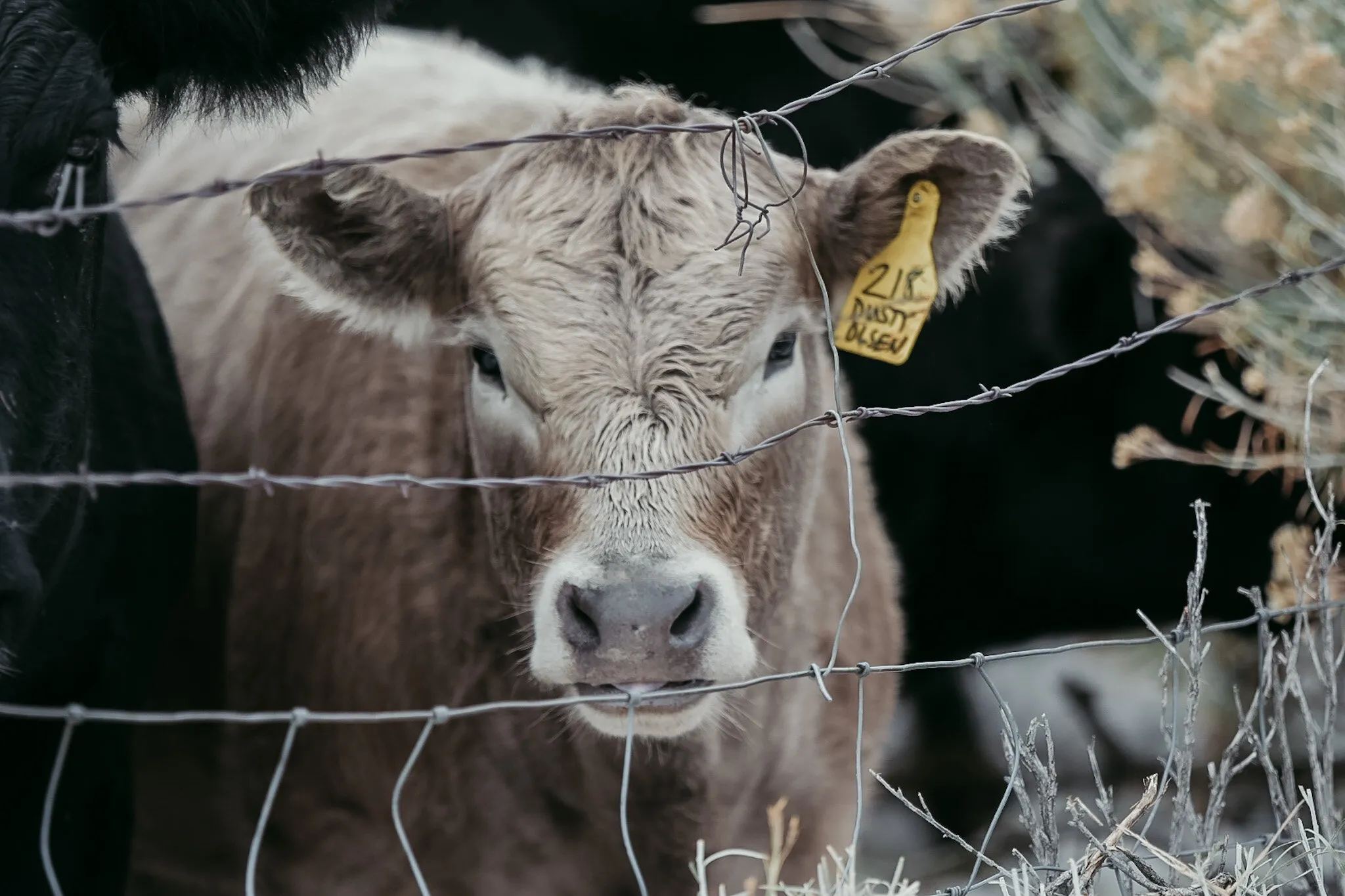 The Curious Calf