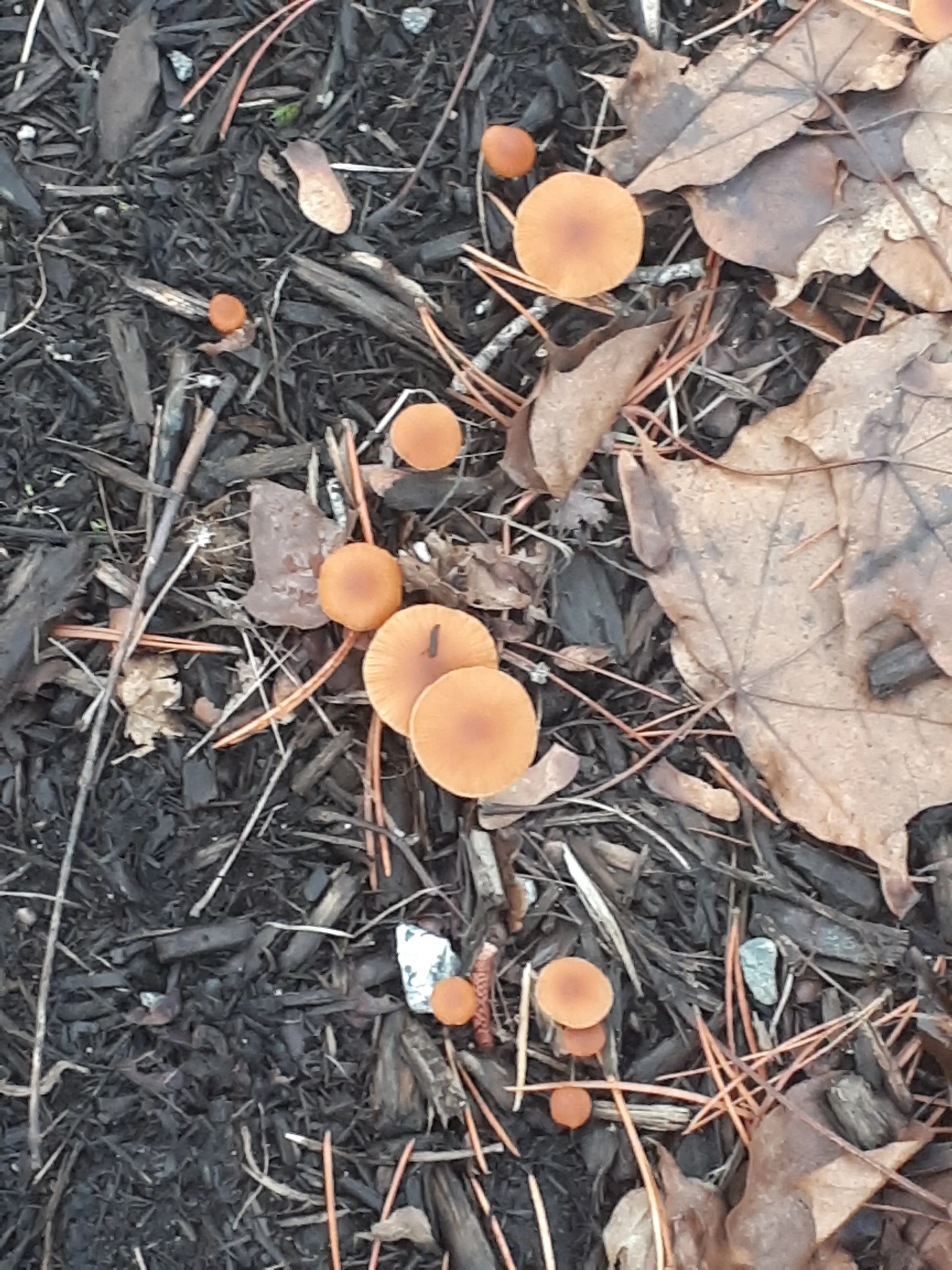 Wild Mushrooms