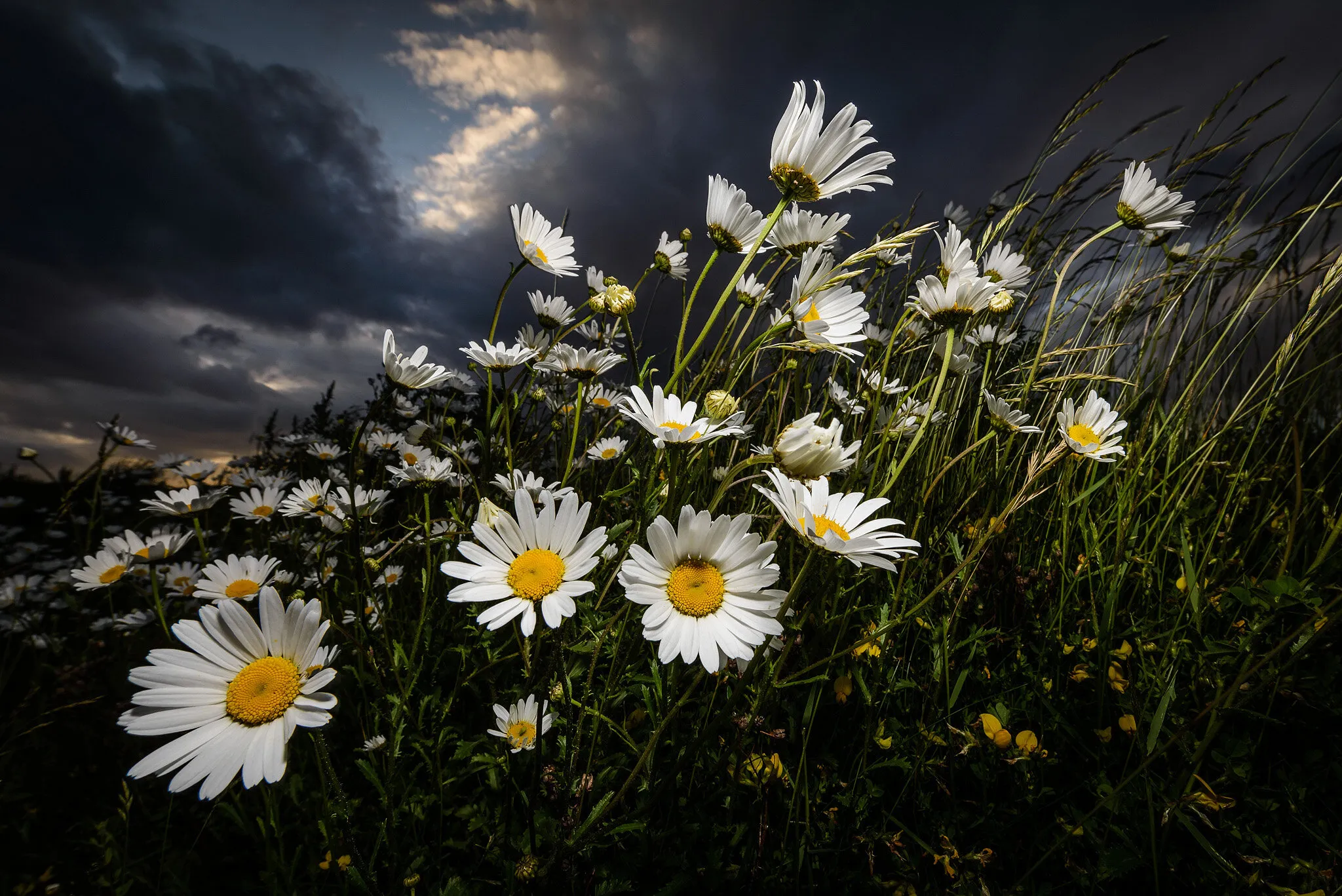 Wildflower Meadow