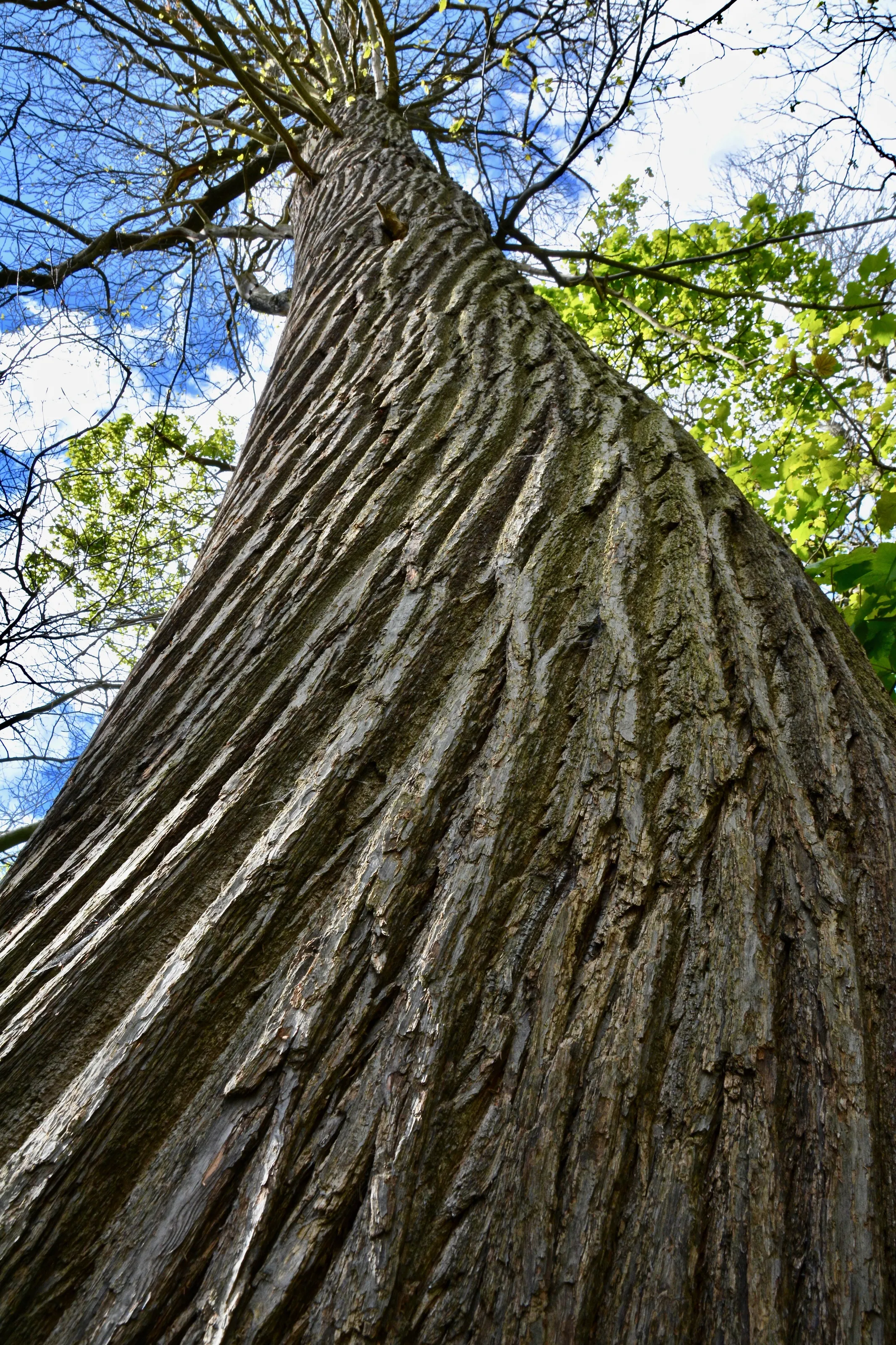 Looking Skyward
