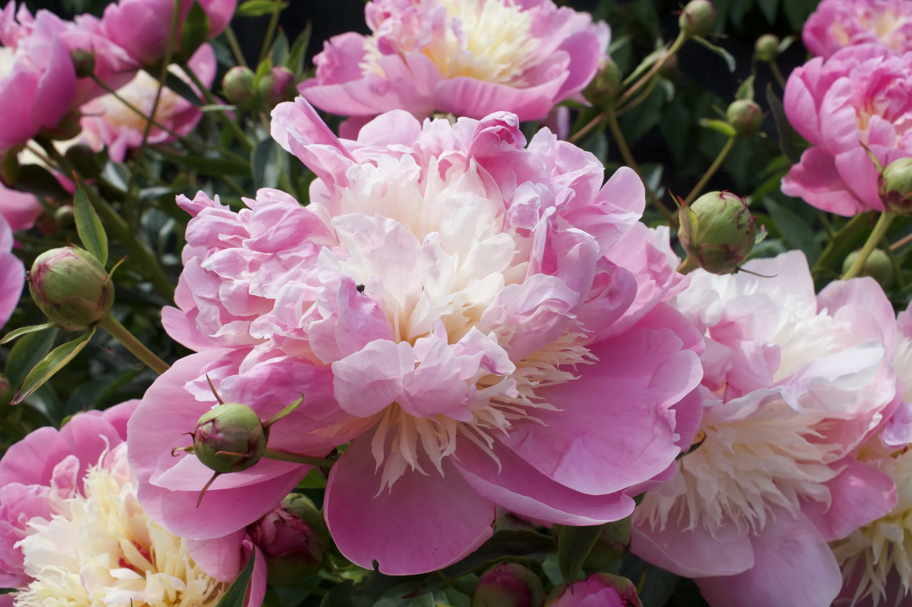 Peonies In Blossom