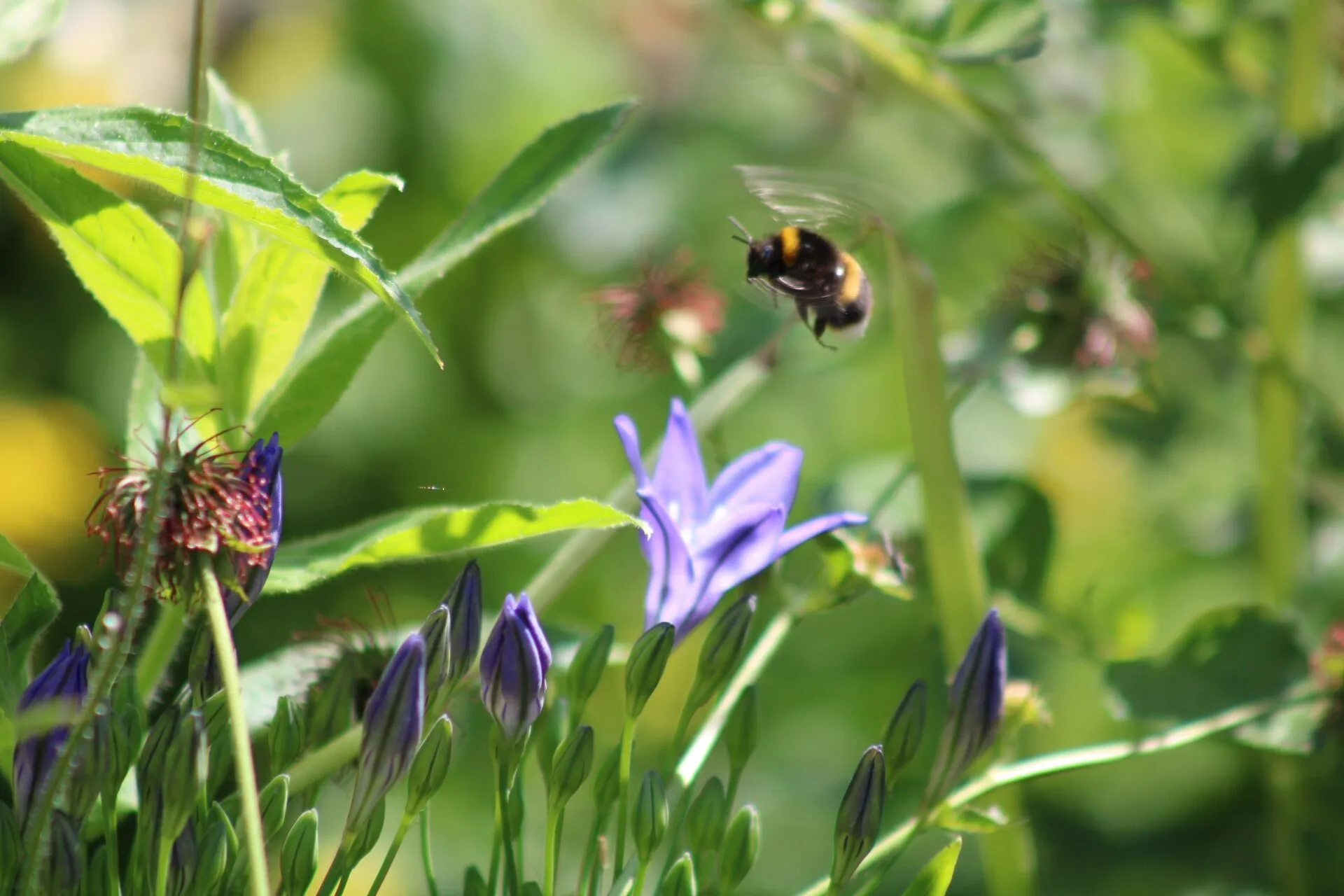 The working bee