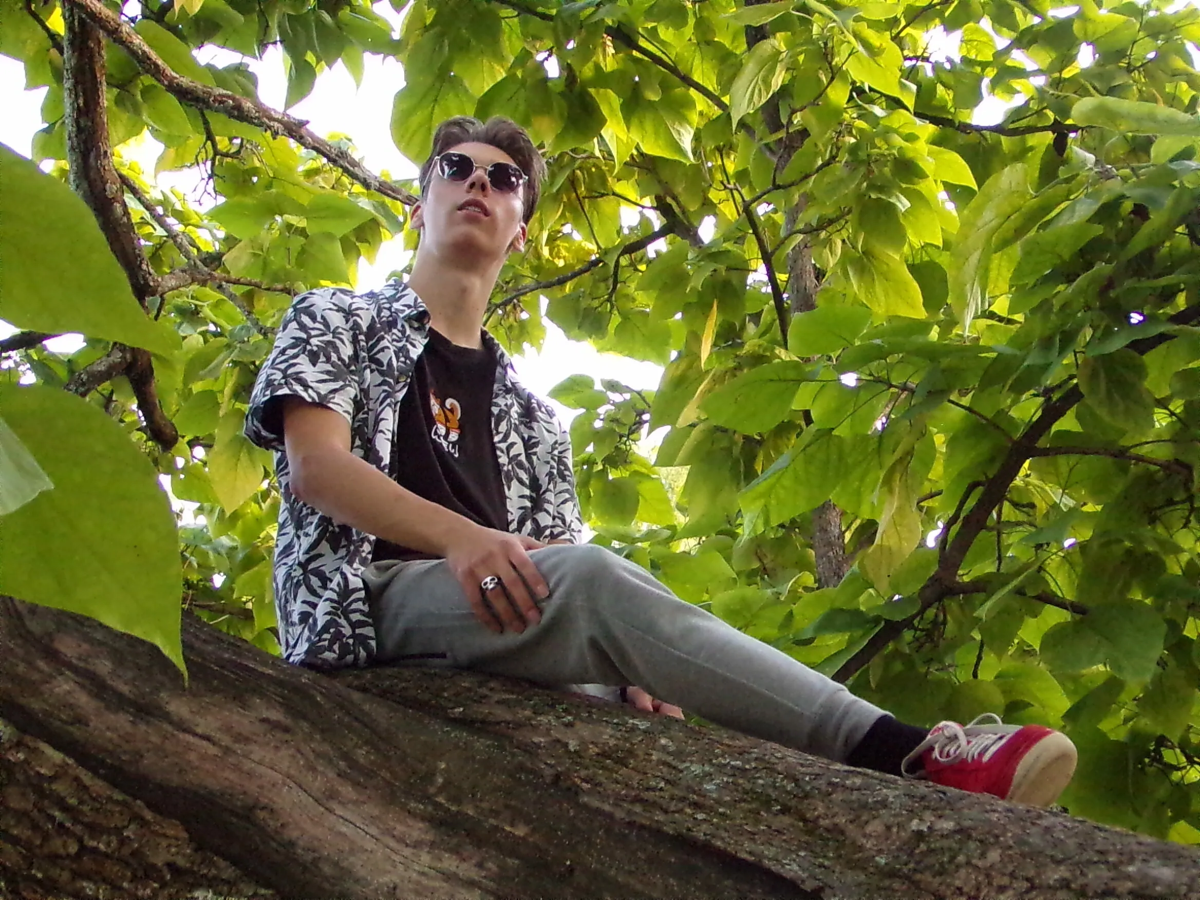 Tree of Wonder
