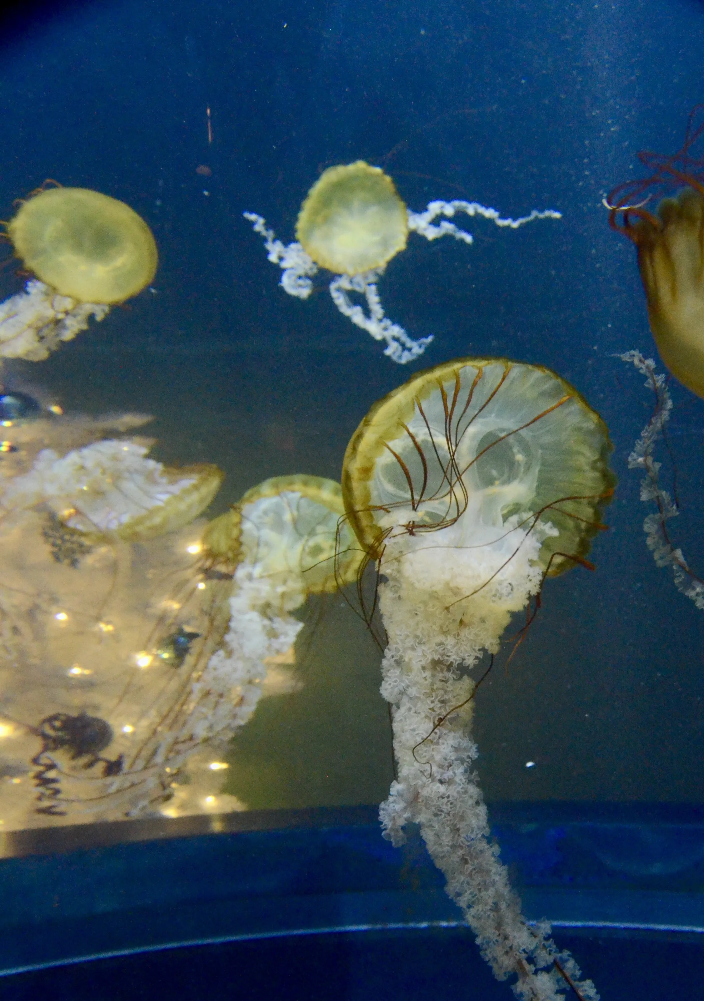 Undersea wedding dress train