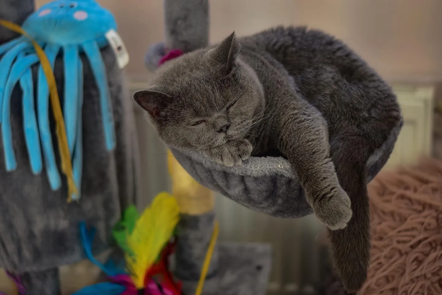 If I fits I sleeps