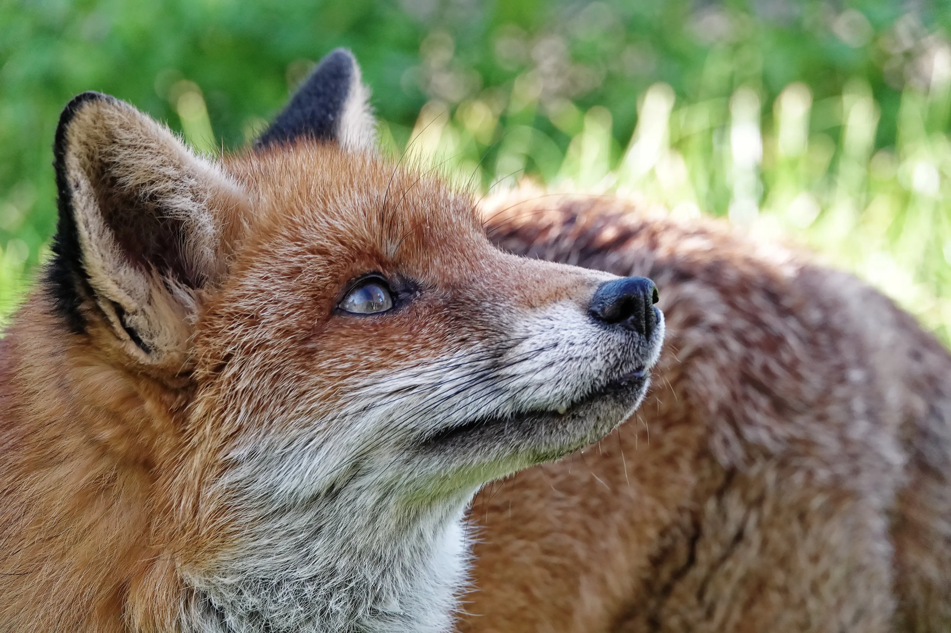 The Fox