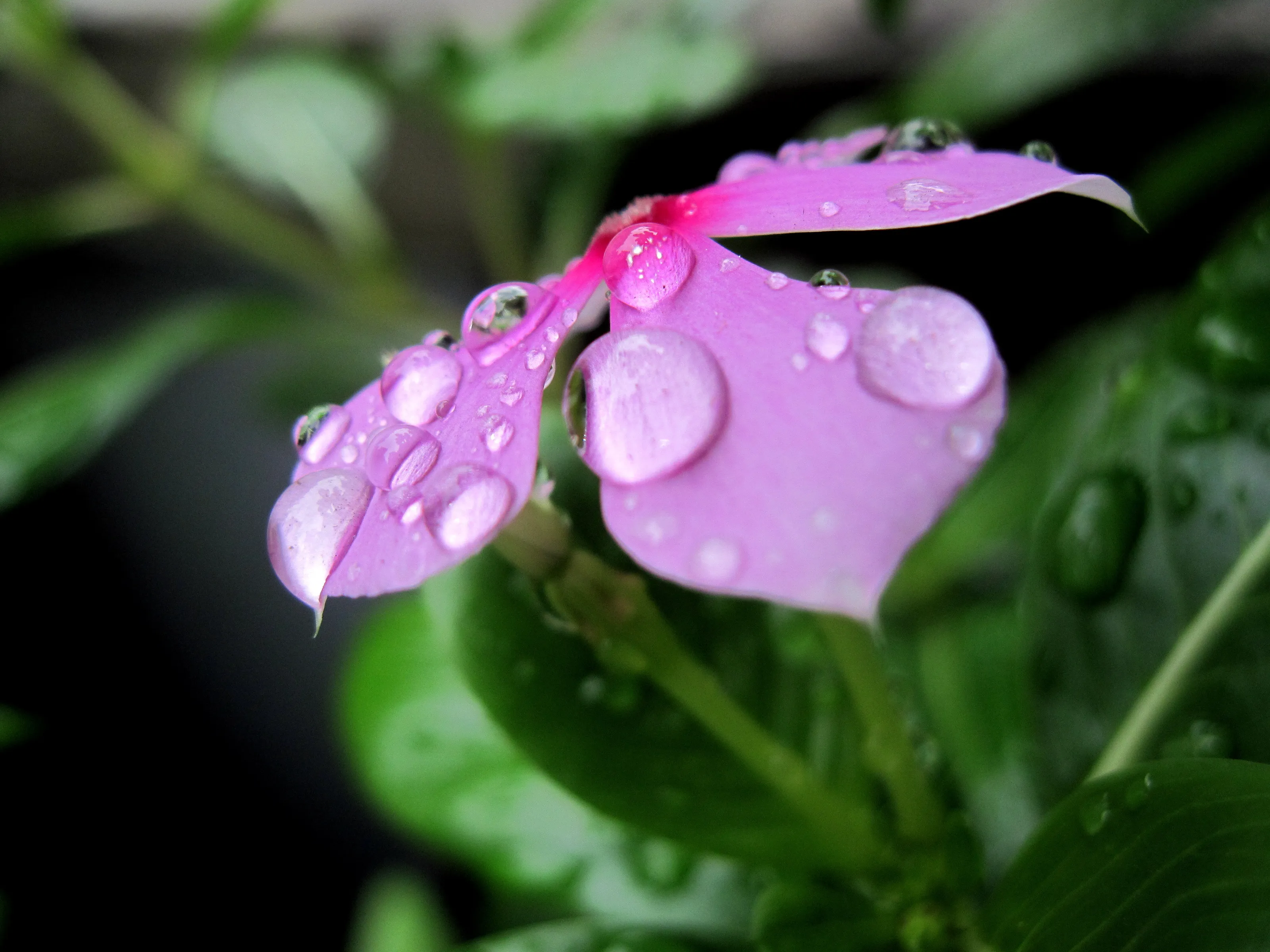 Flower on a rainy day!