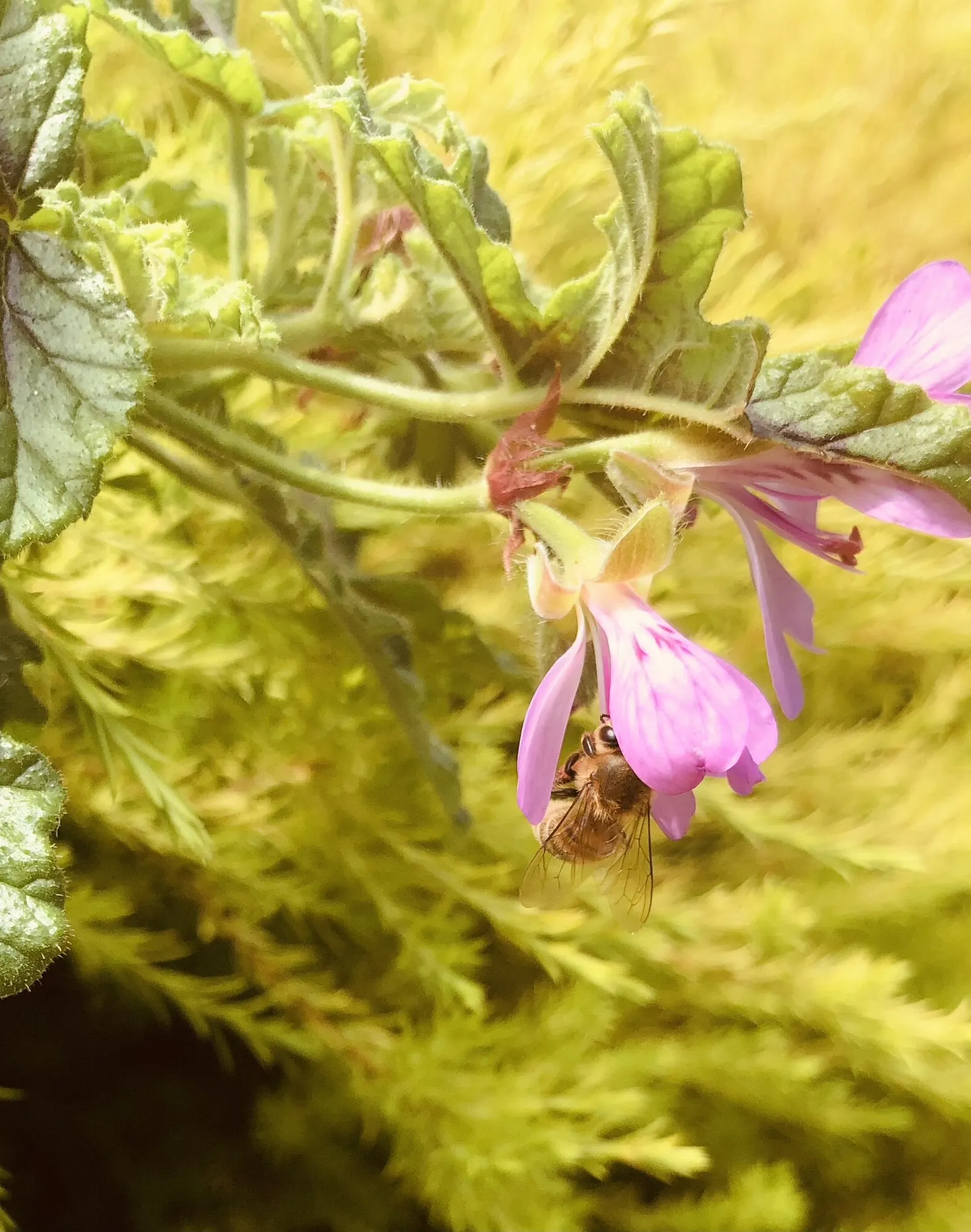 Inside the flower
