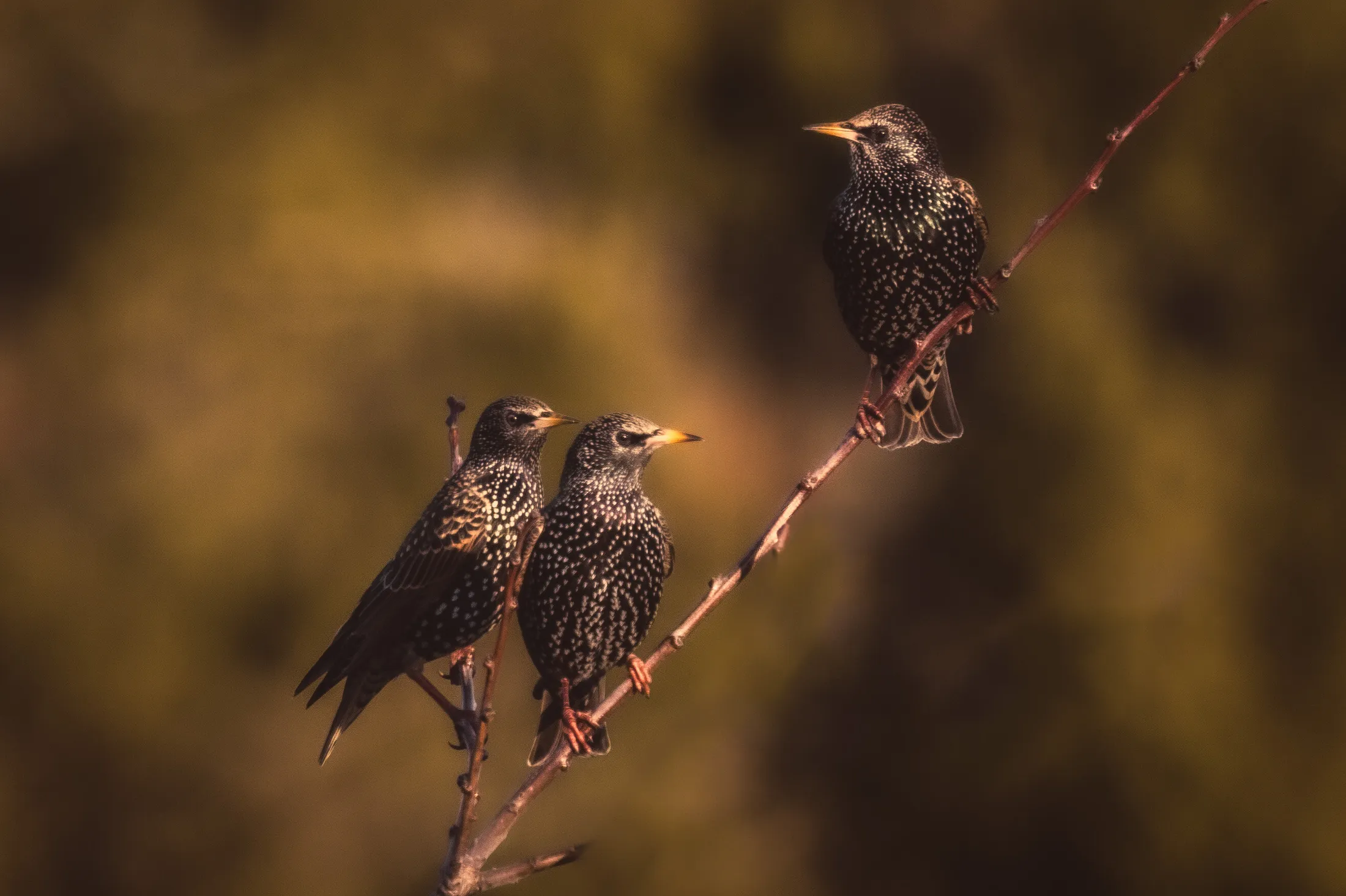 Starlings