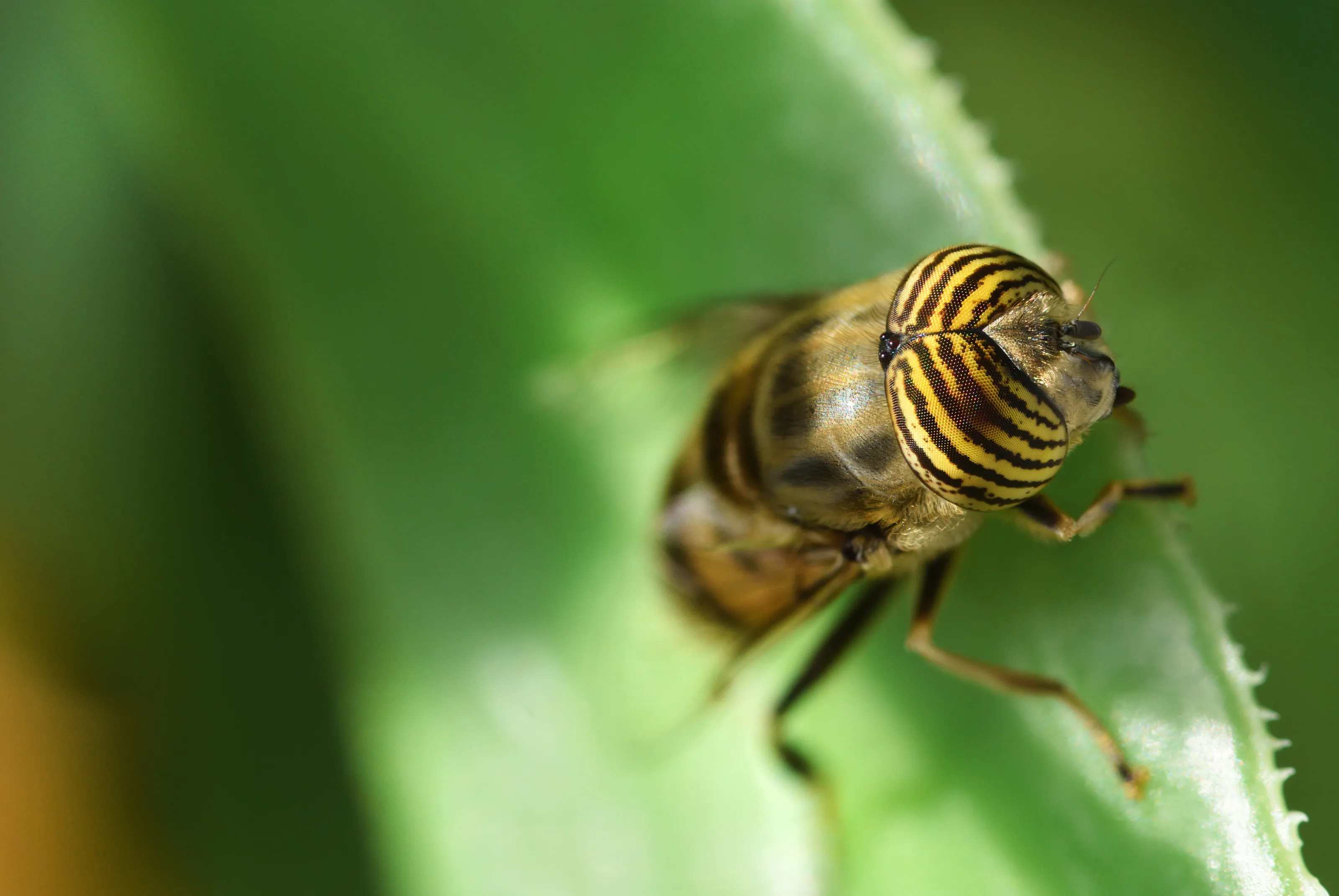 Fly