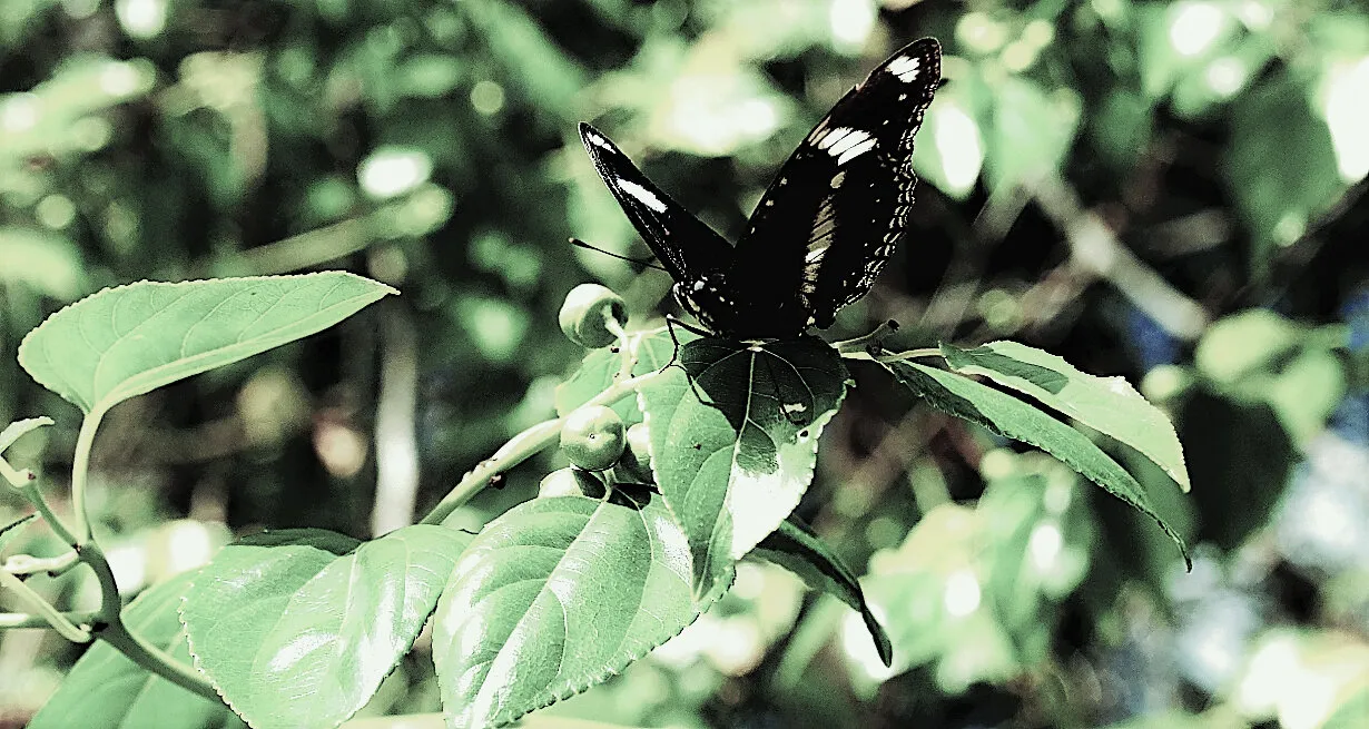 butterfly sitting on a leaf