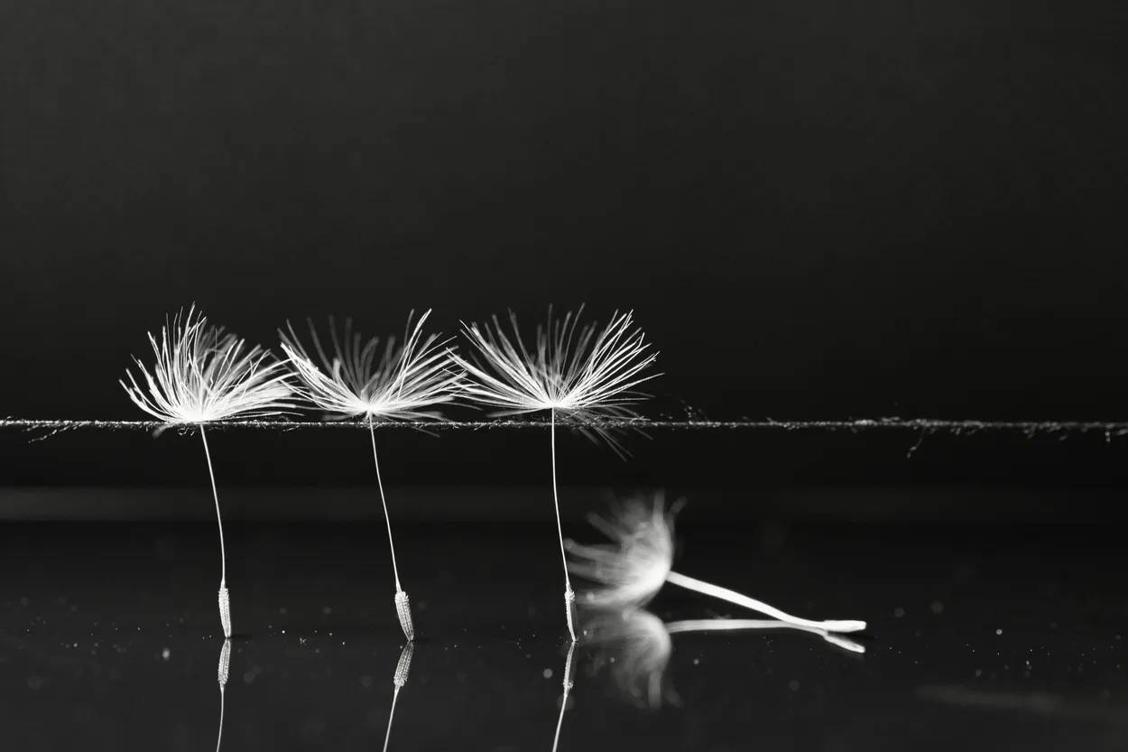 Tiny Dancers