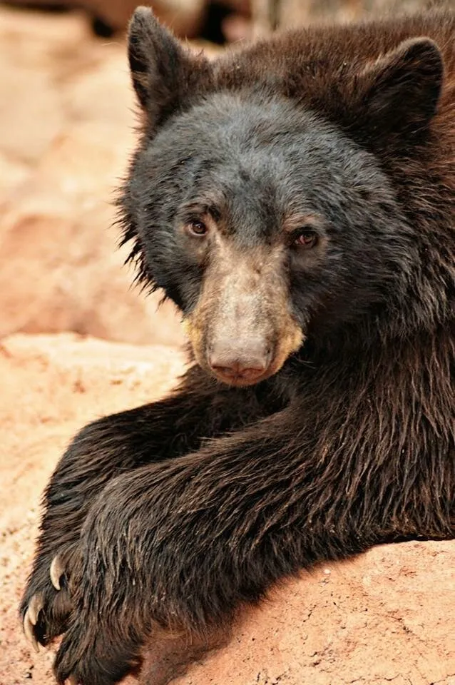 black bear