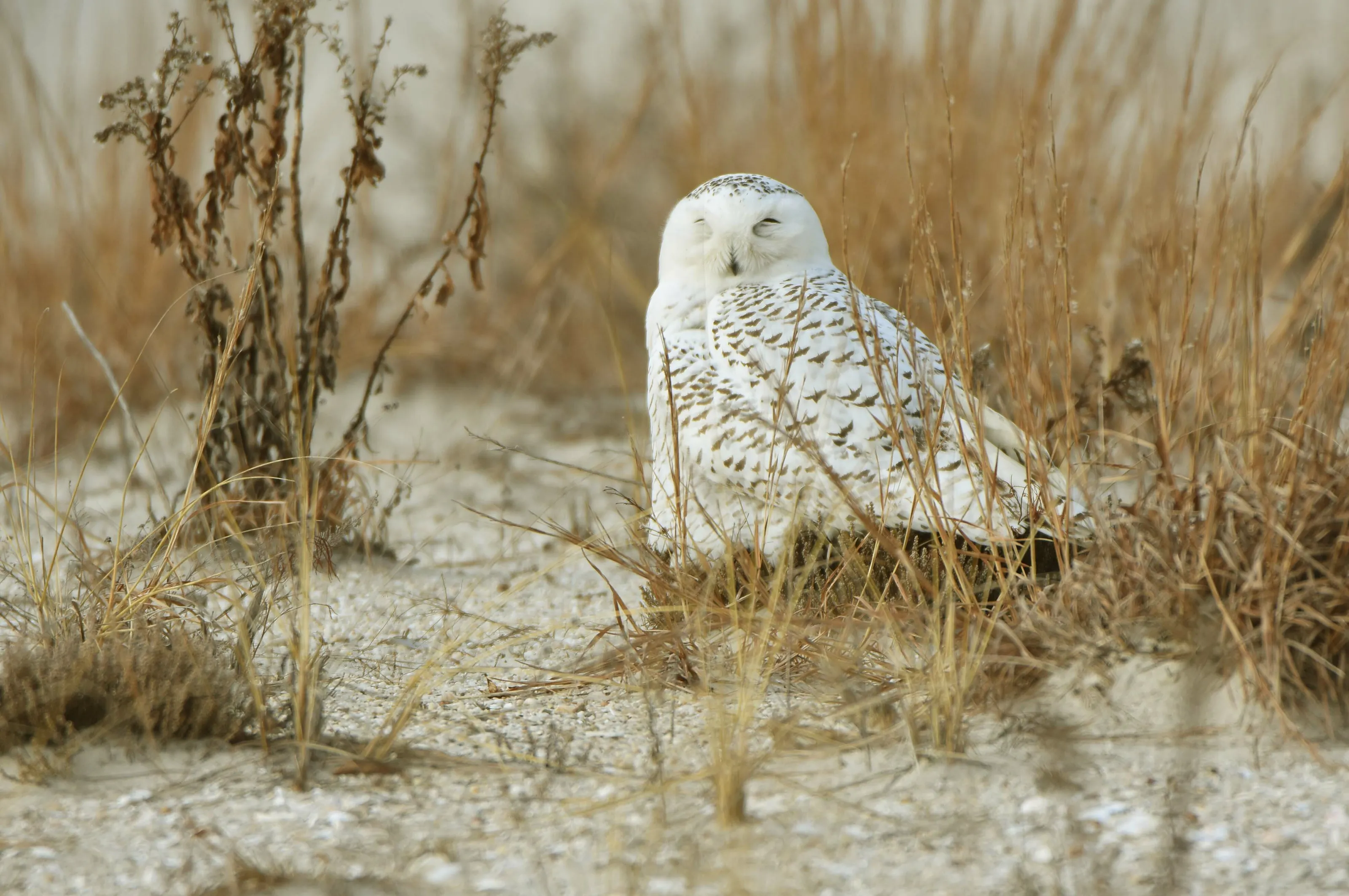 Snow Owl