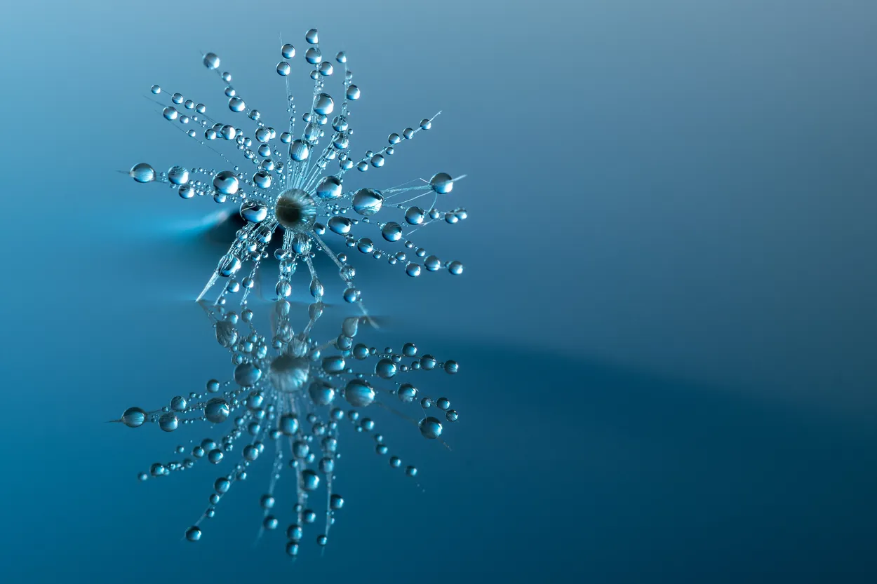Dandelion seed in water
