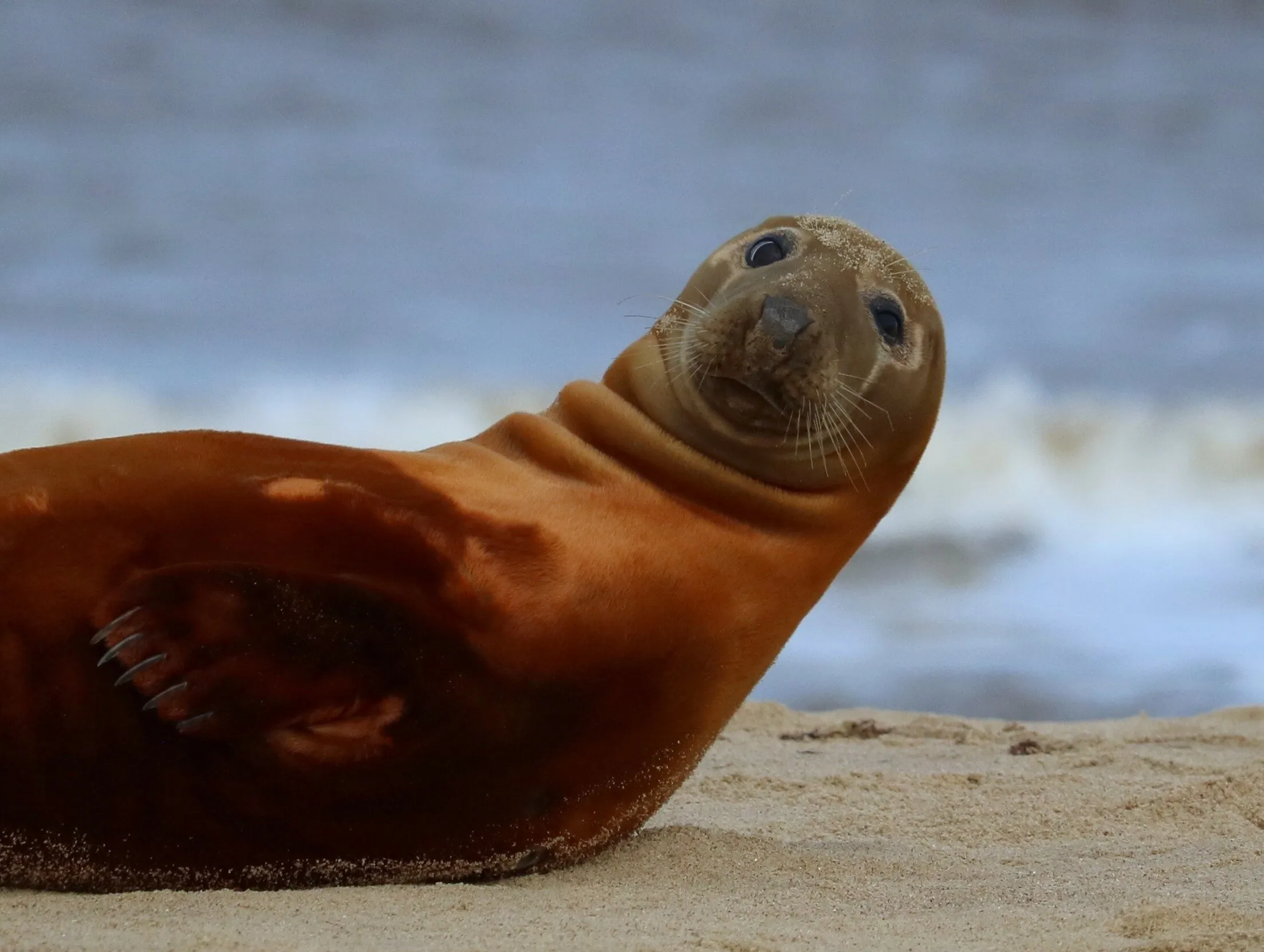 Horsey Seal