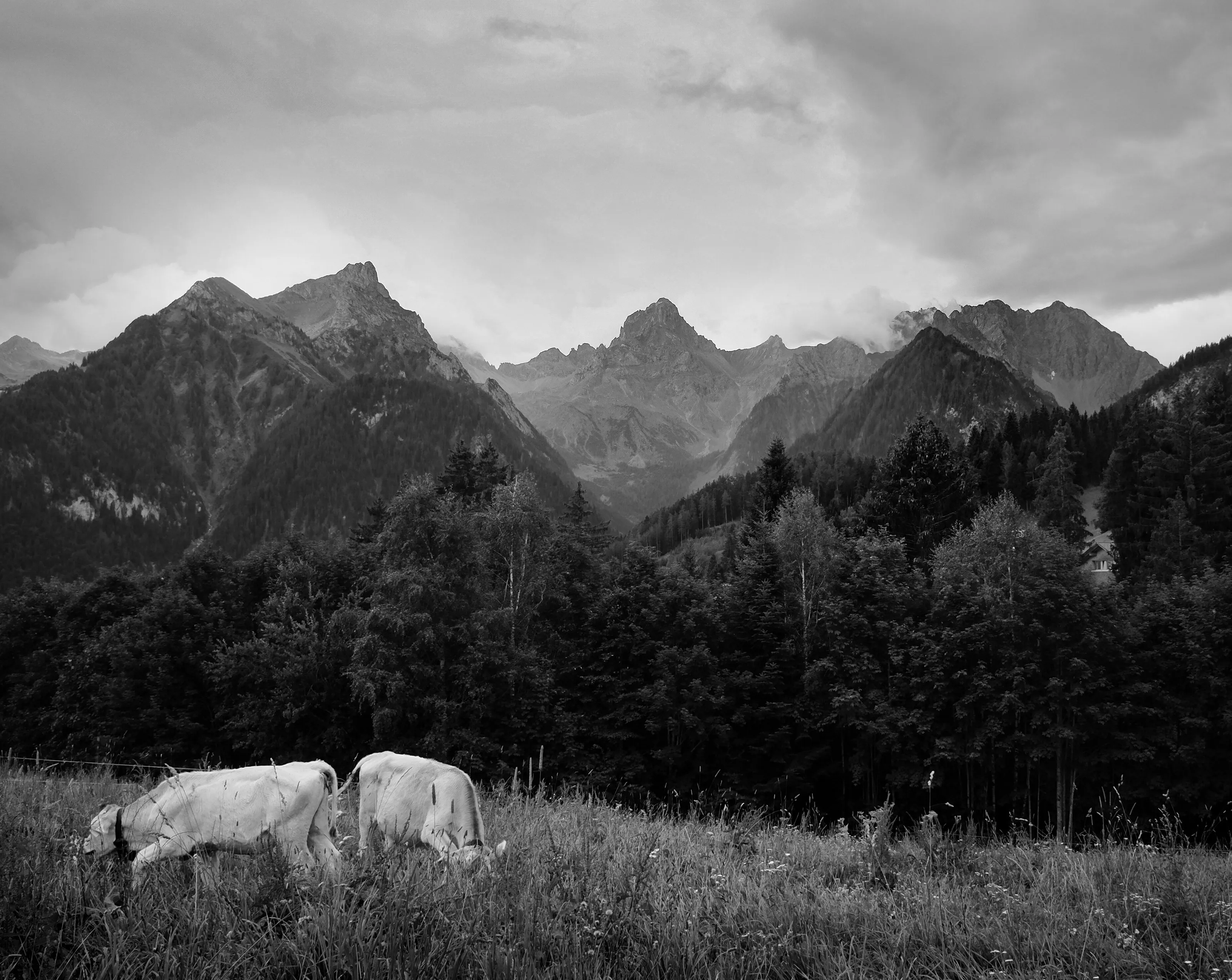 two cows in front of austrian alps