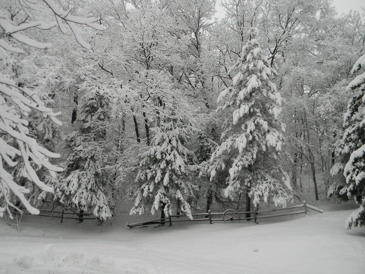Entry 15497817