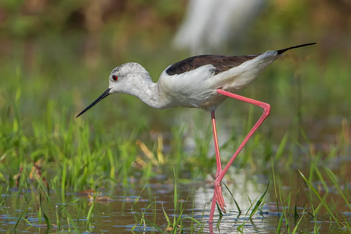 Blackwinged Stilt