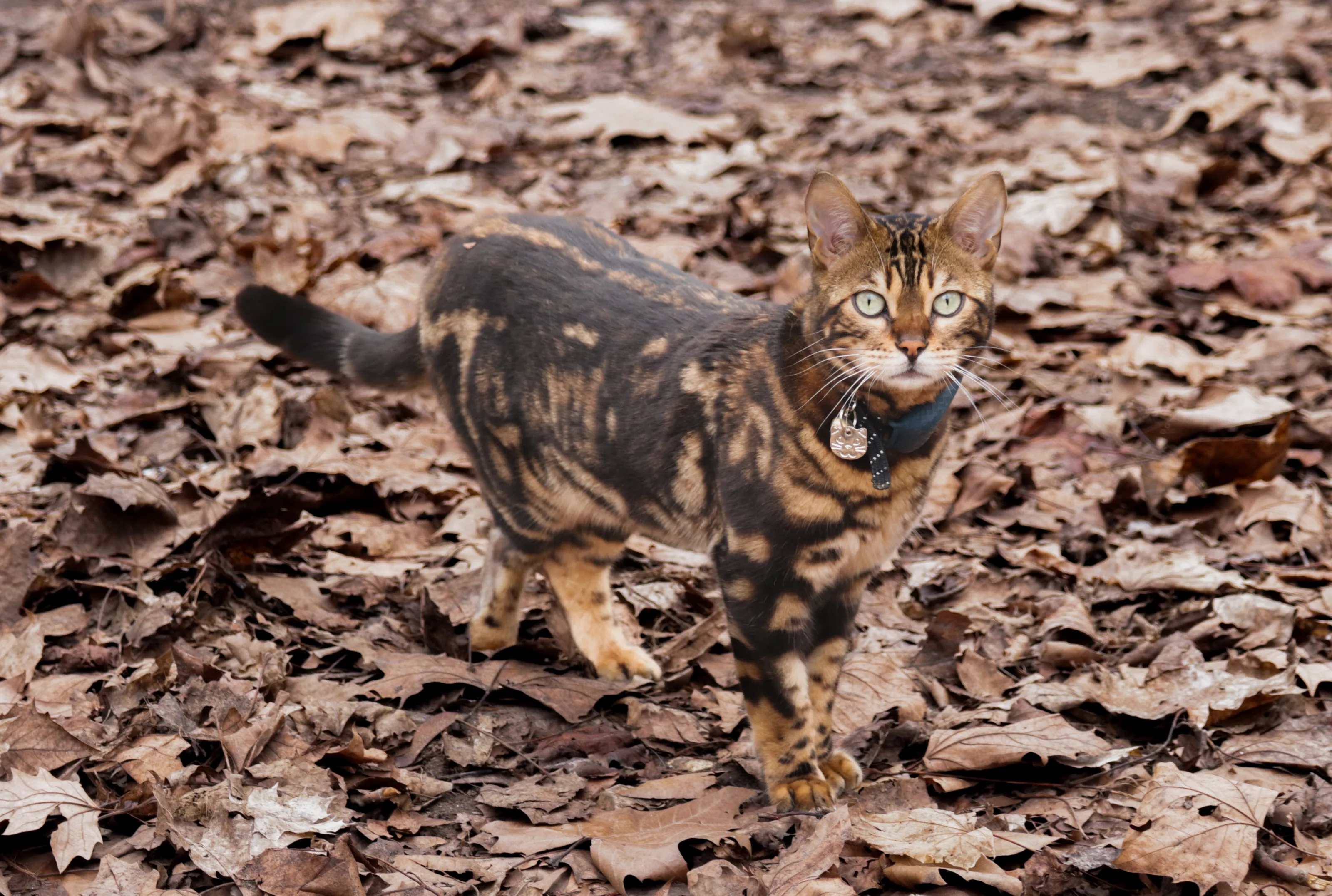 Camouflage Cat in fallen leafs