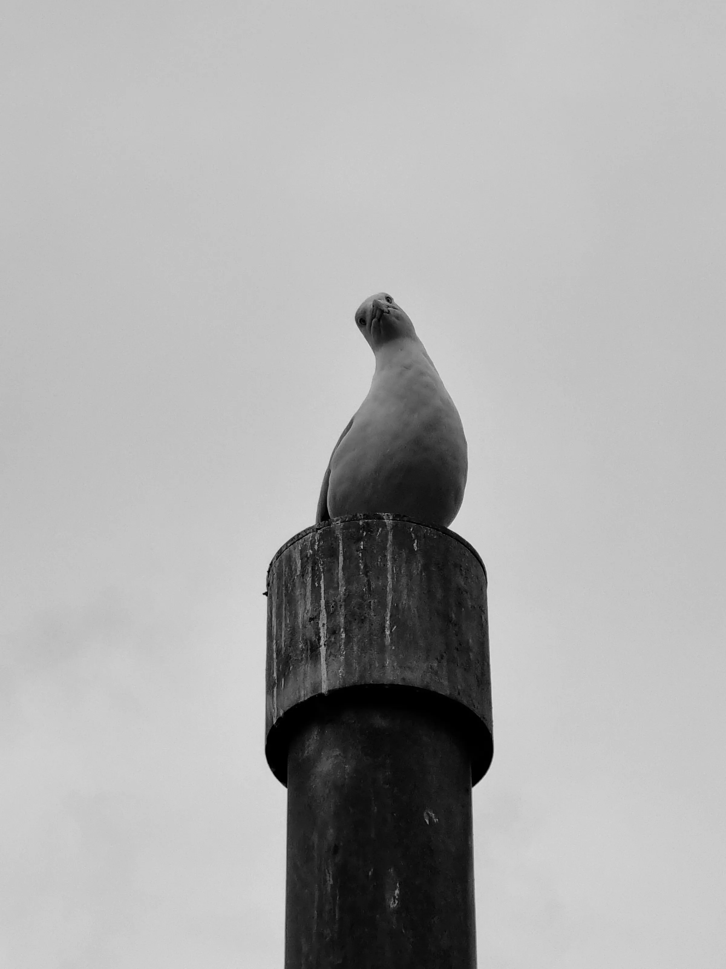 seagull