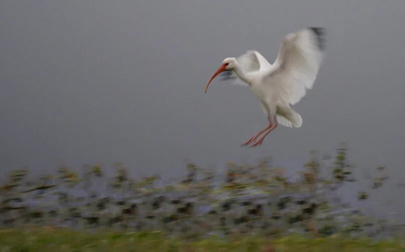 Landing