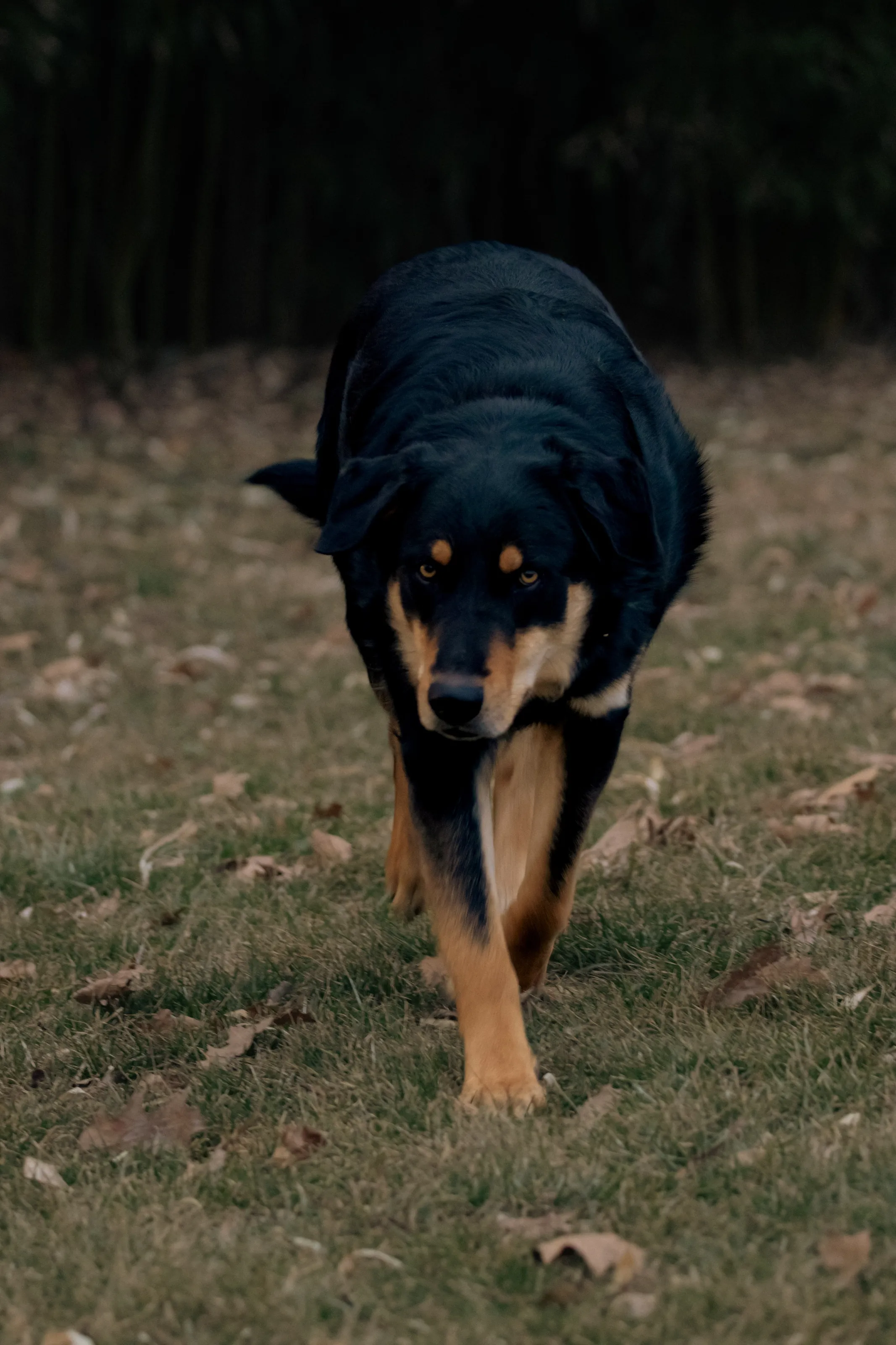 Banner image
