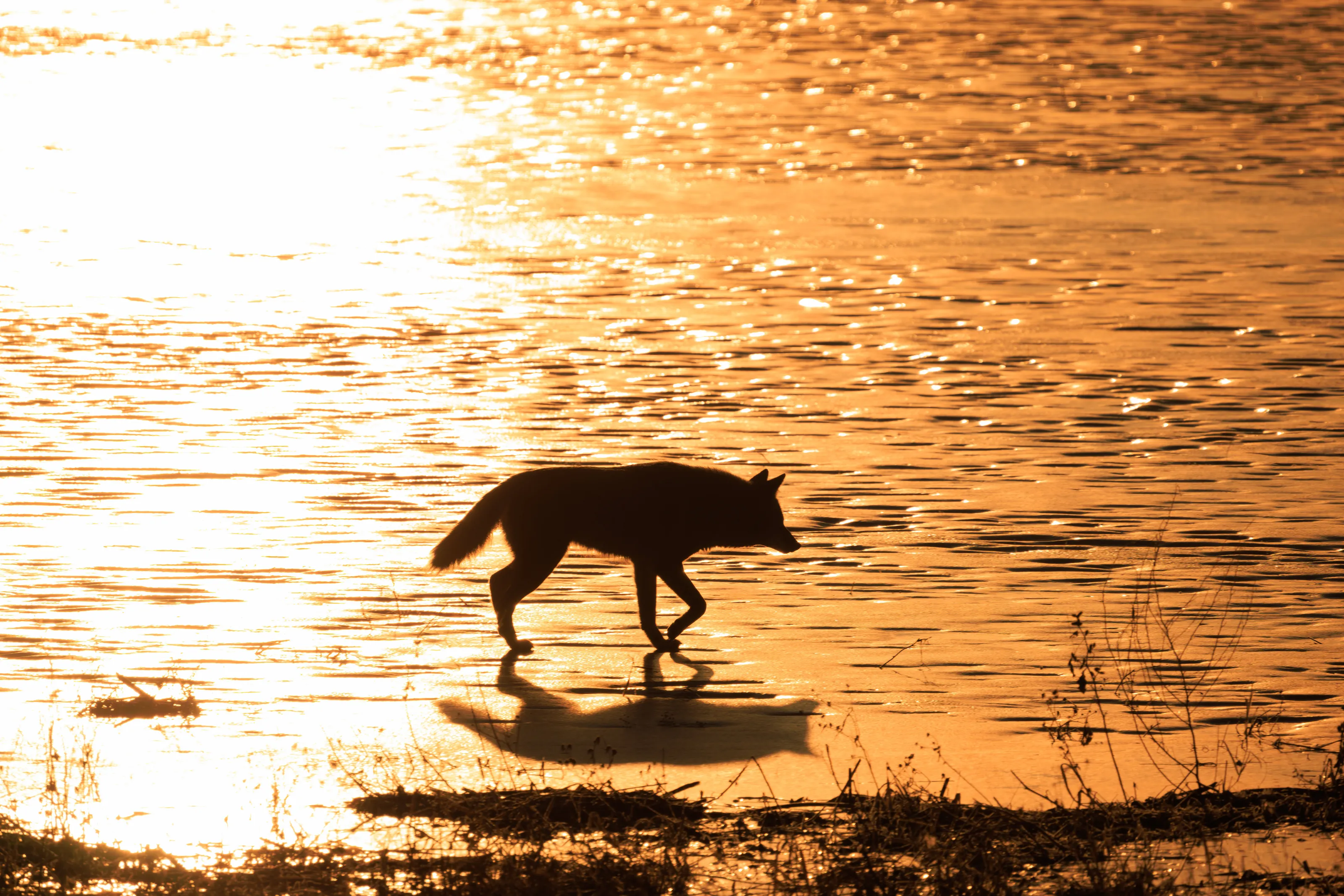 Coyote on Ive